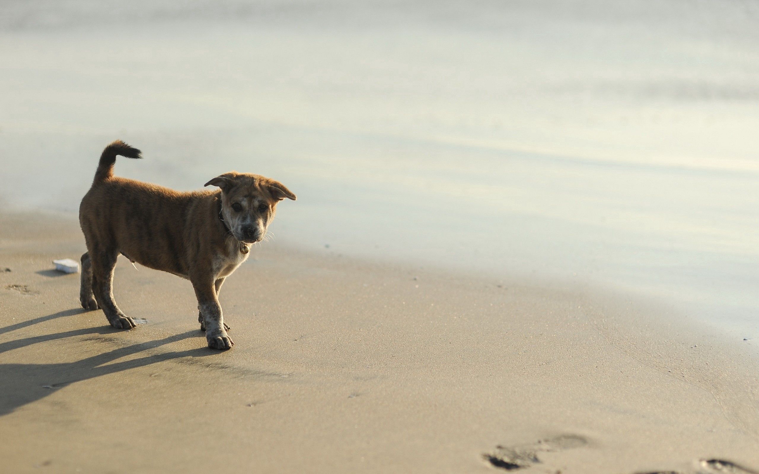 shine, animals, sand, light, puppy, traces Smartphone Background