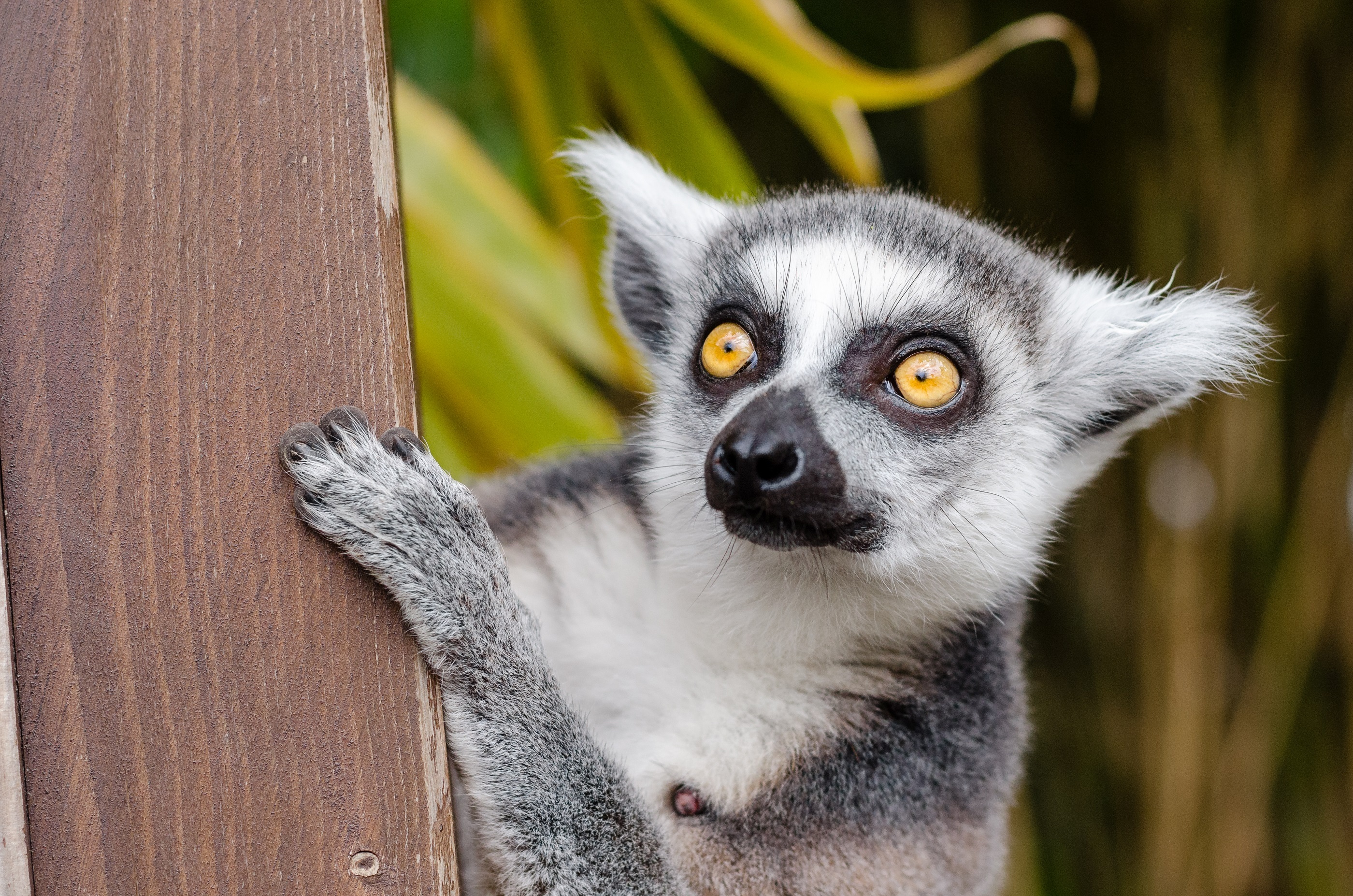 Laden Sie das Gefleckt, Fleckig, Meinung, Lemur, Sicht, Tiere-Bild kostenlos auf Ihren PC-Desktop herunter