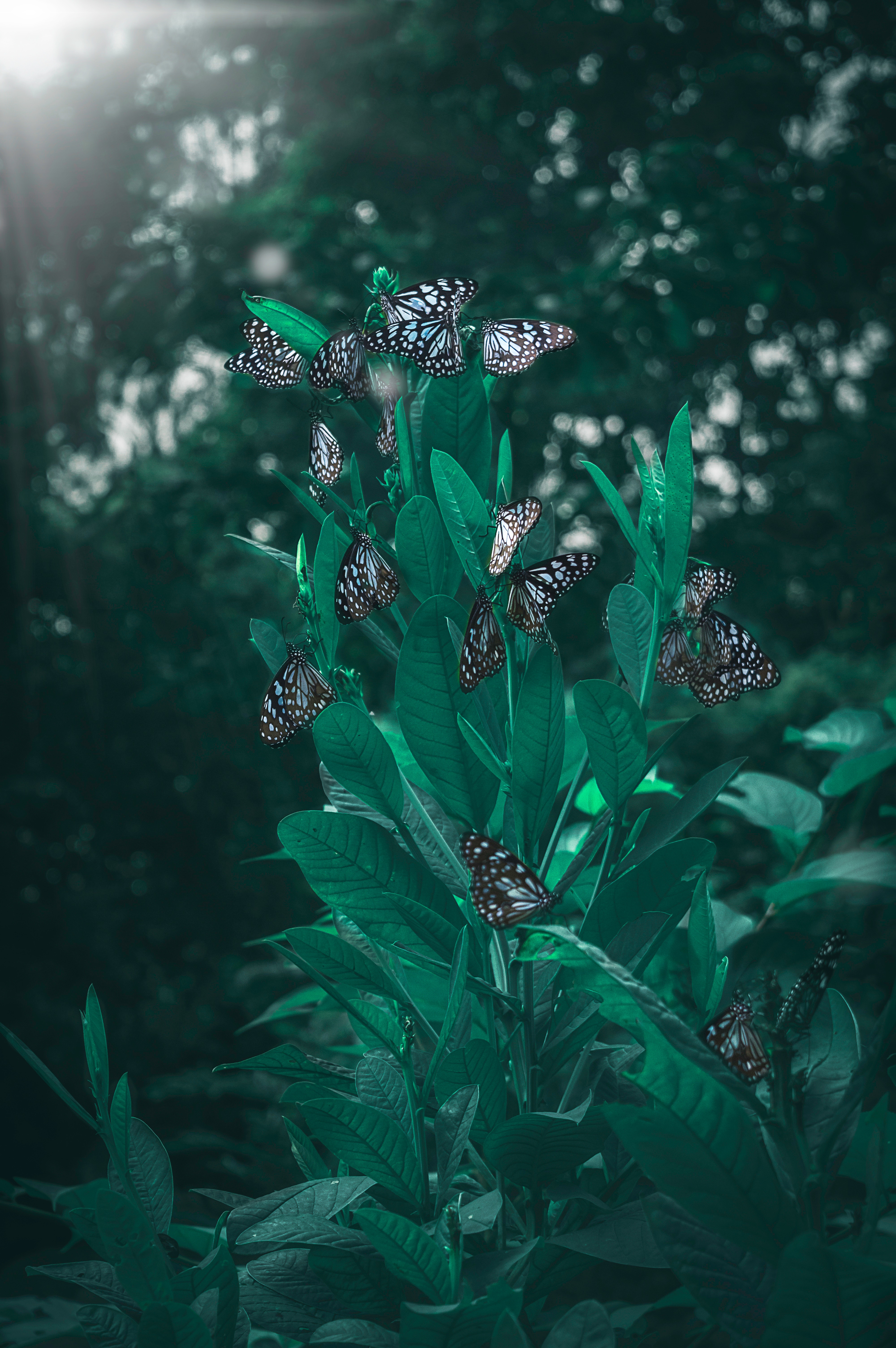 butterflies, smooth, leaves, plant, macro, blur UHD