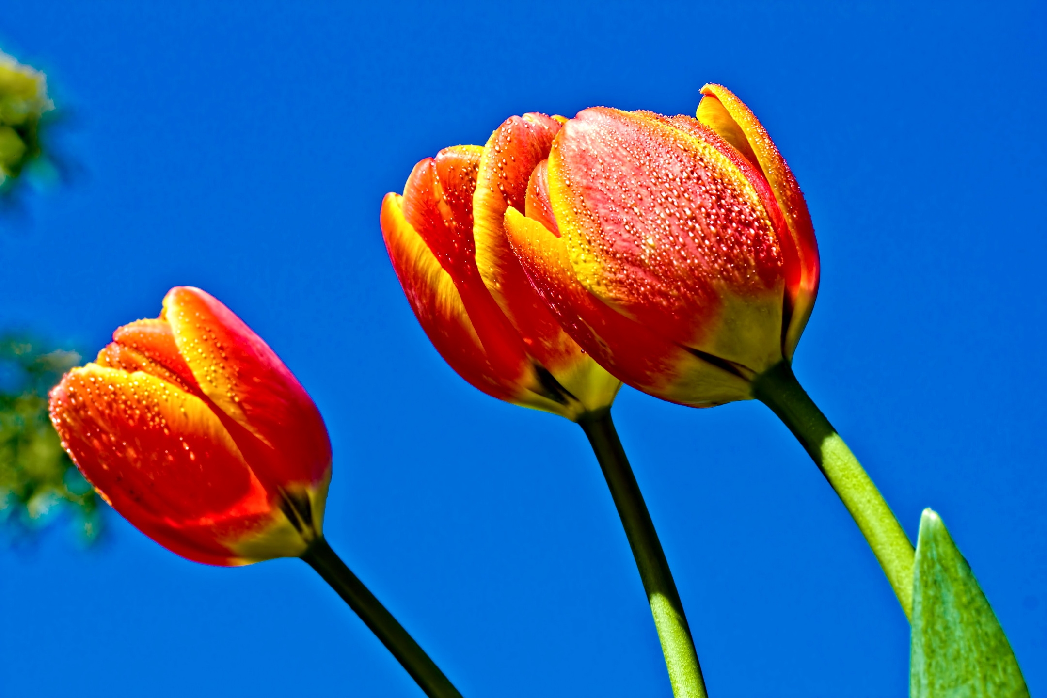 Wallpapers Collection Tulips Wallpapers