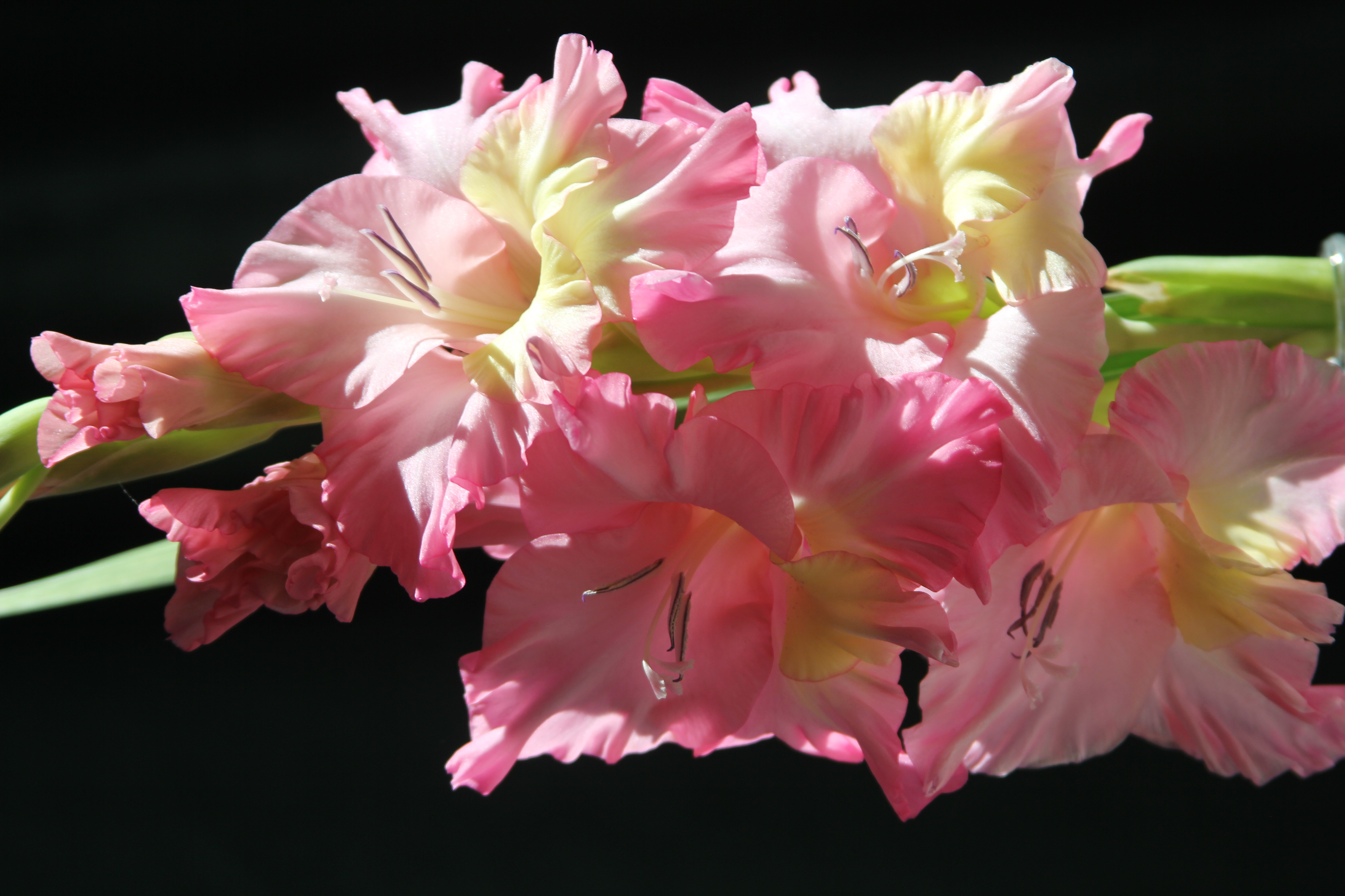 earth, gladiolus, flower, flowers Free Stock Photo