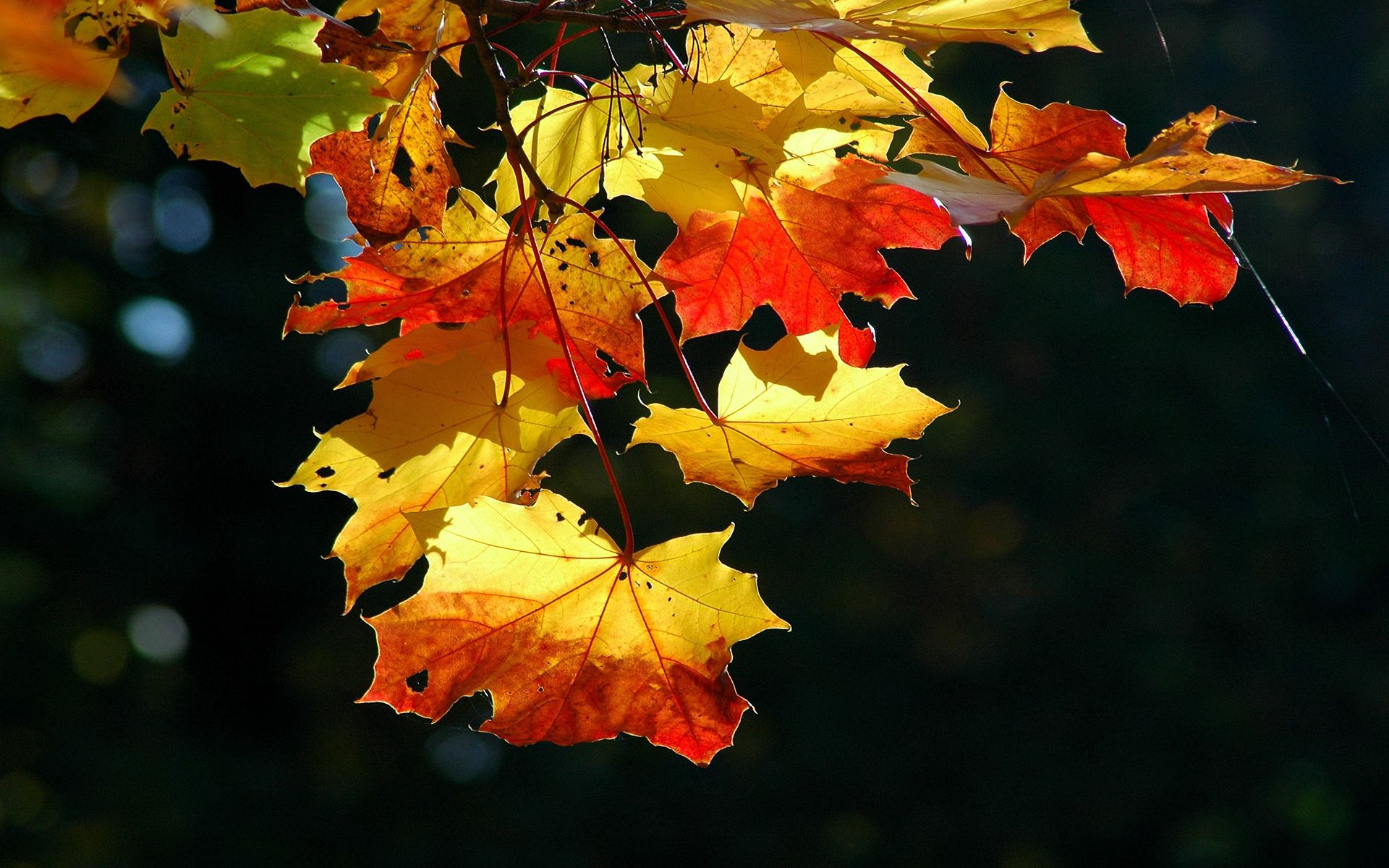 Laden Sie das Trocken, Ahorn, Blätter, Licht, Natur, Scheinen-Bild kostenlos auf Ihren PC-Desktop herunter