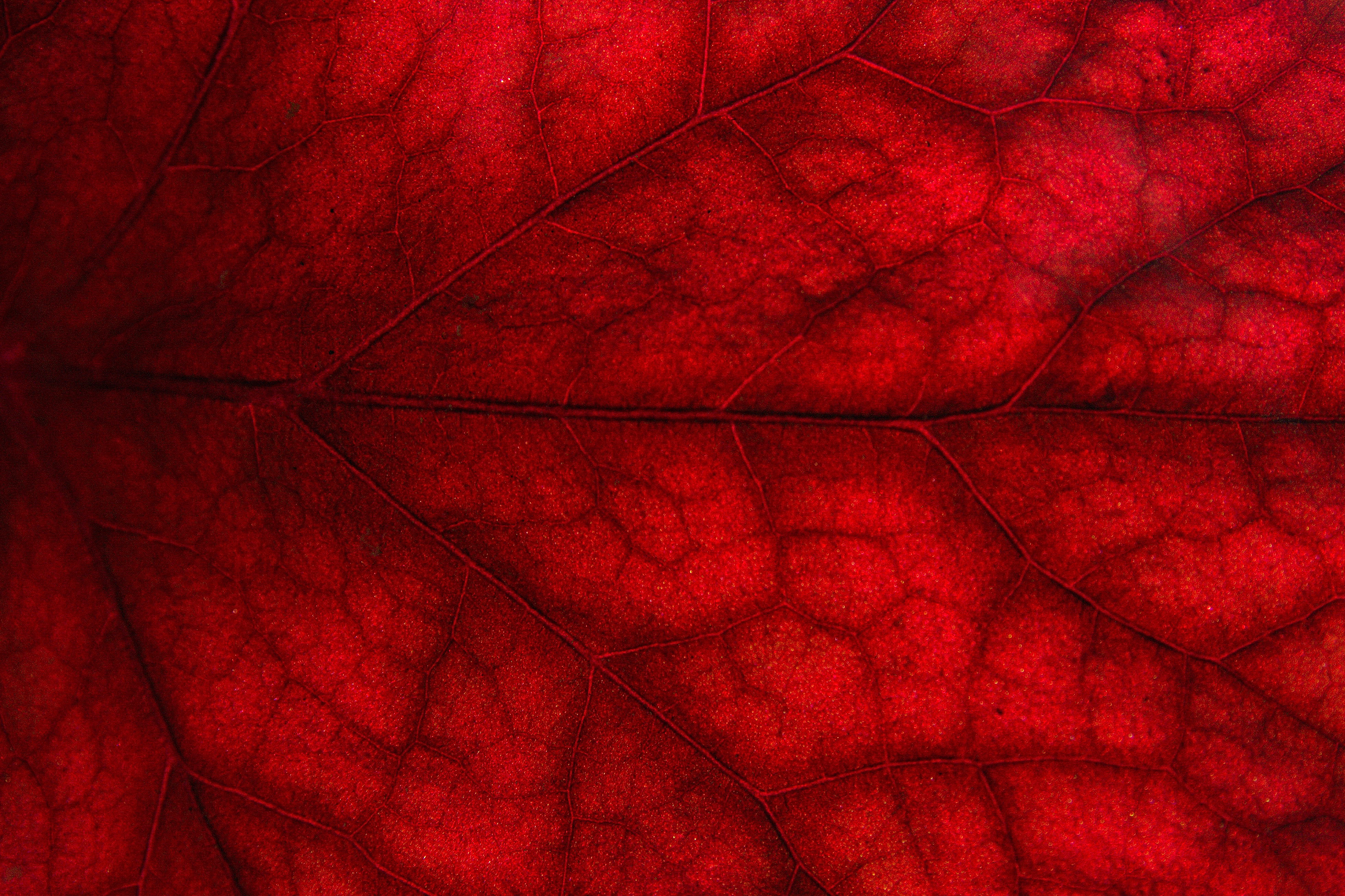 macro, red, sheet, leaf, cransay High Definition image