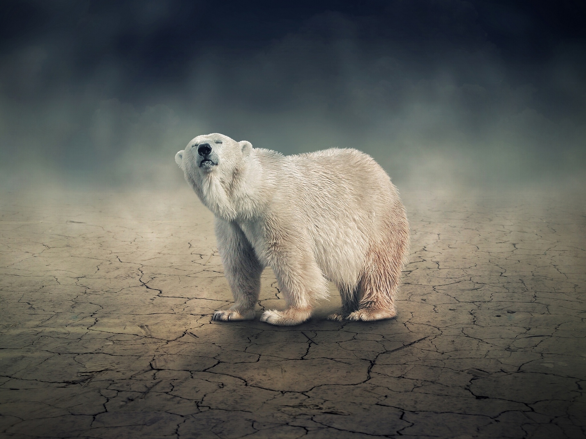296133 baixar papel de parede animais, urso polar, ursos - protetores de tela e imagens gratuitamente