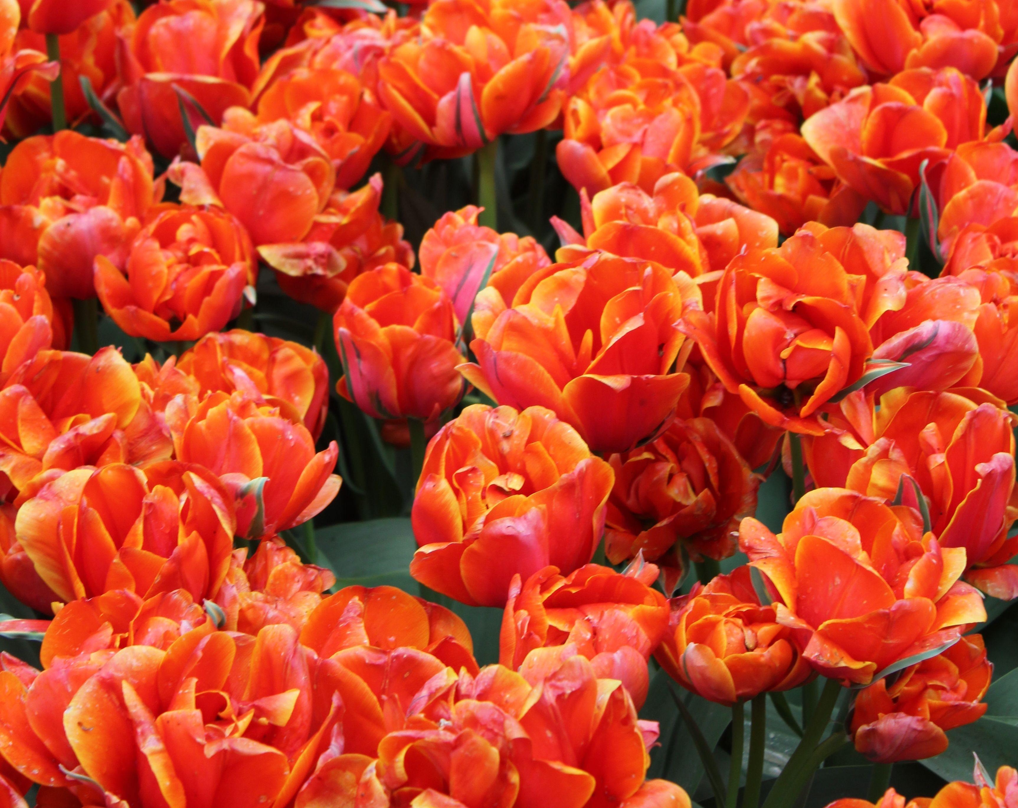 Download mobile wallpaper Flowers, Buds, Tulips, Bright for free.