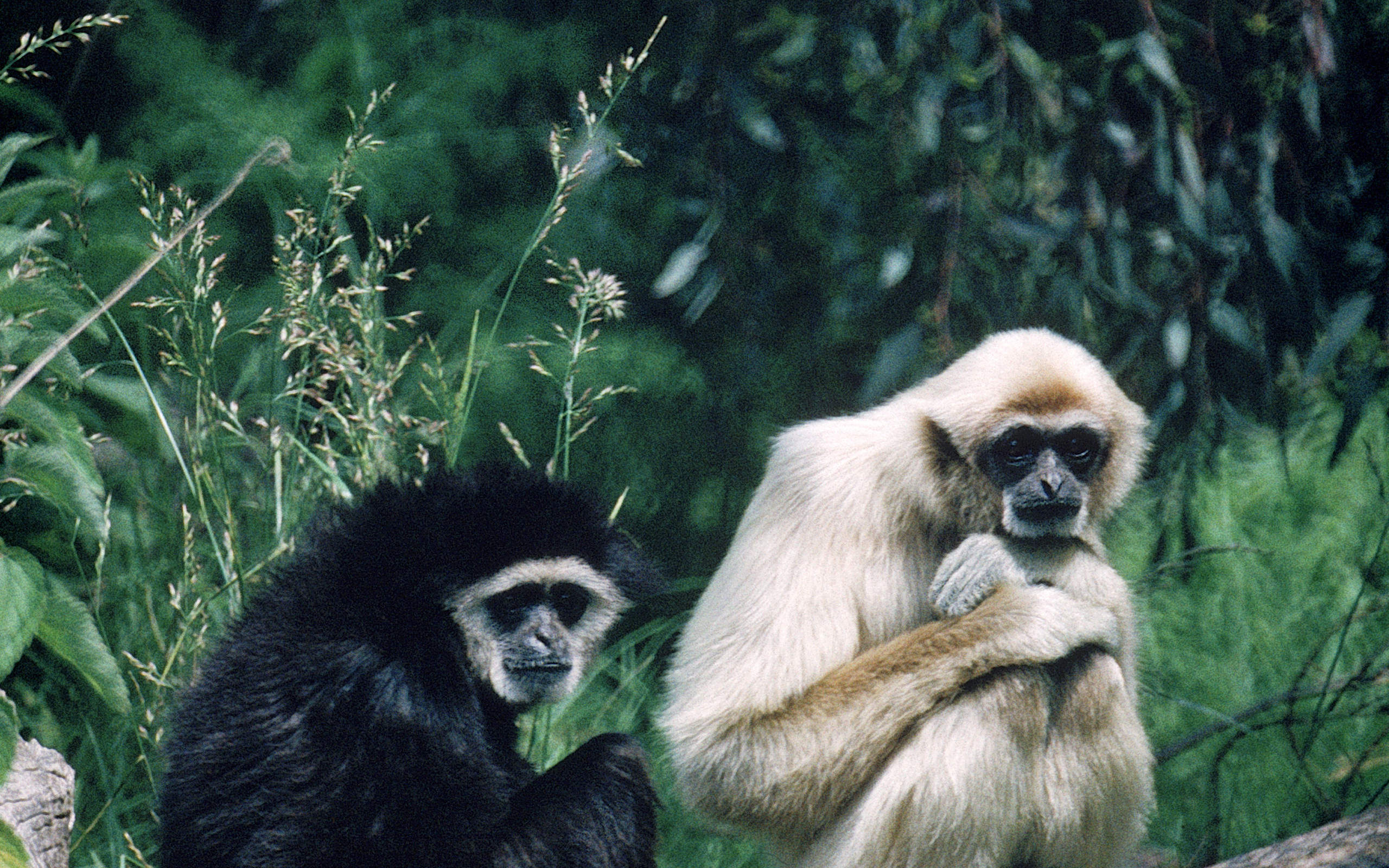 Gibbon Vertical Background