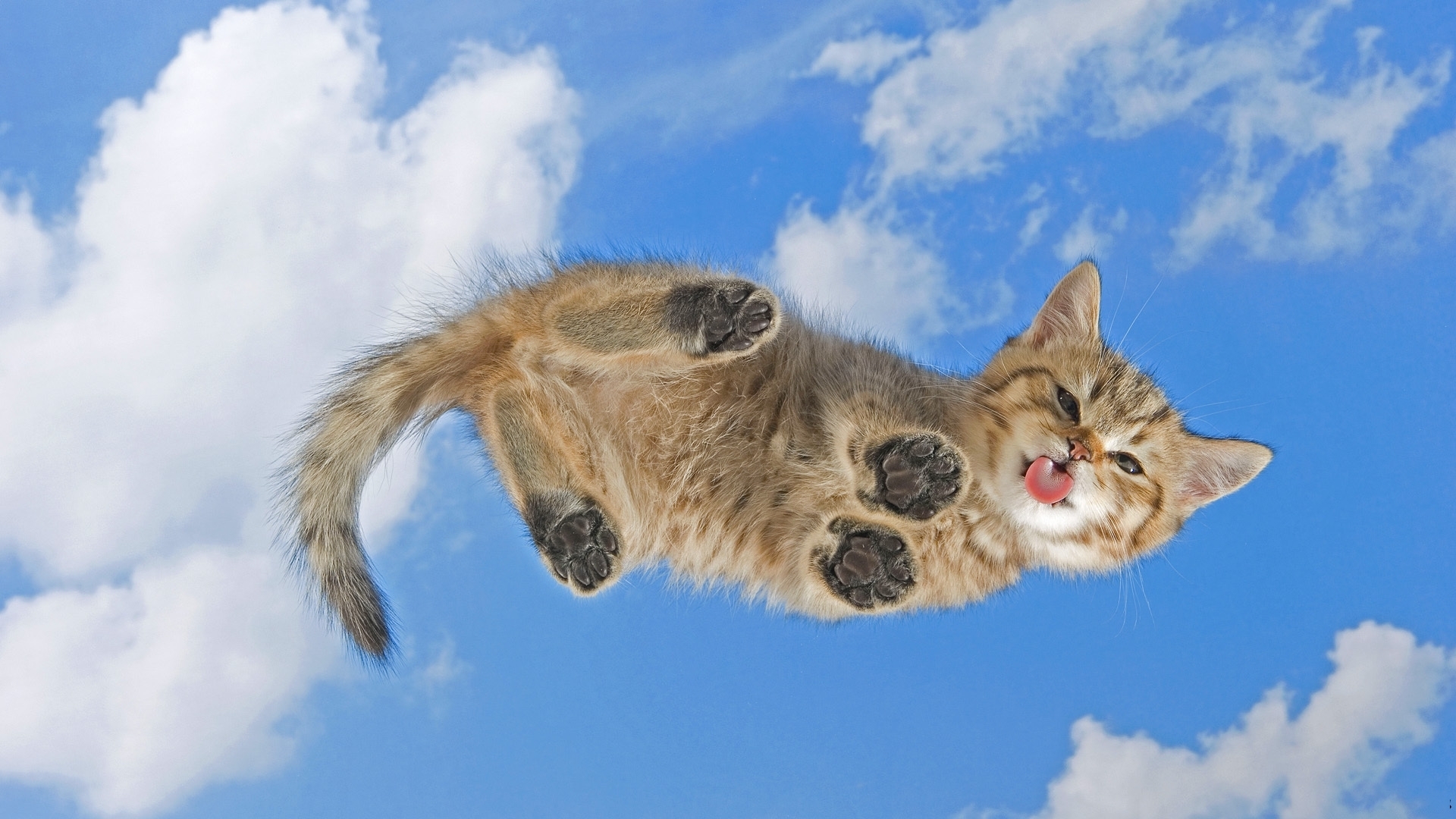 24402 скачать обои кошки (коты котики), животные, синие - заставки и картинки бесплатно