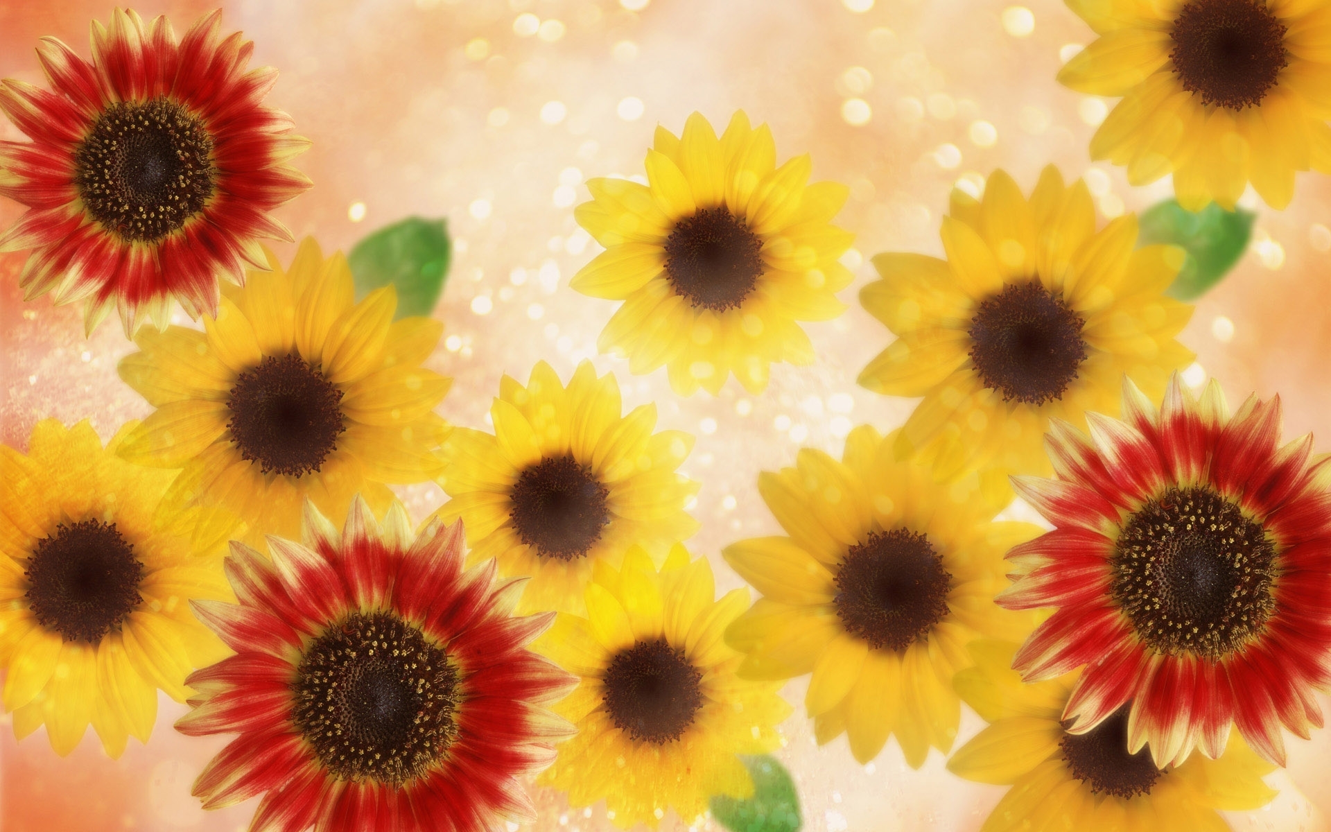 Handy-Wallpaper Pflanzen, Blumen, Sonnenblumen kostenlos herunterladen.