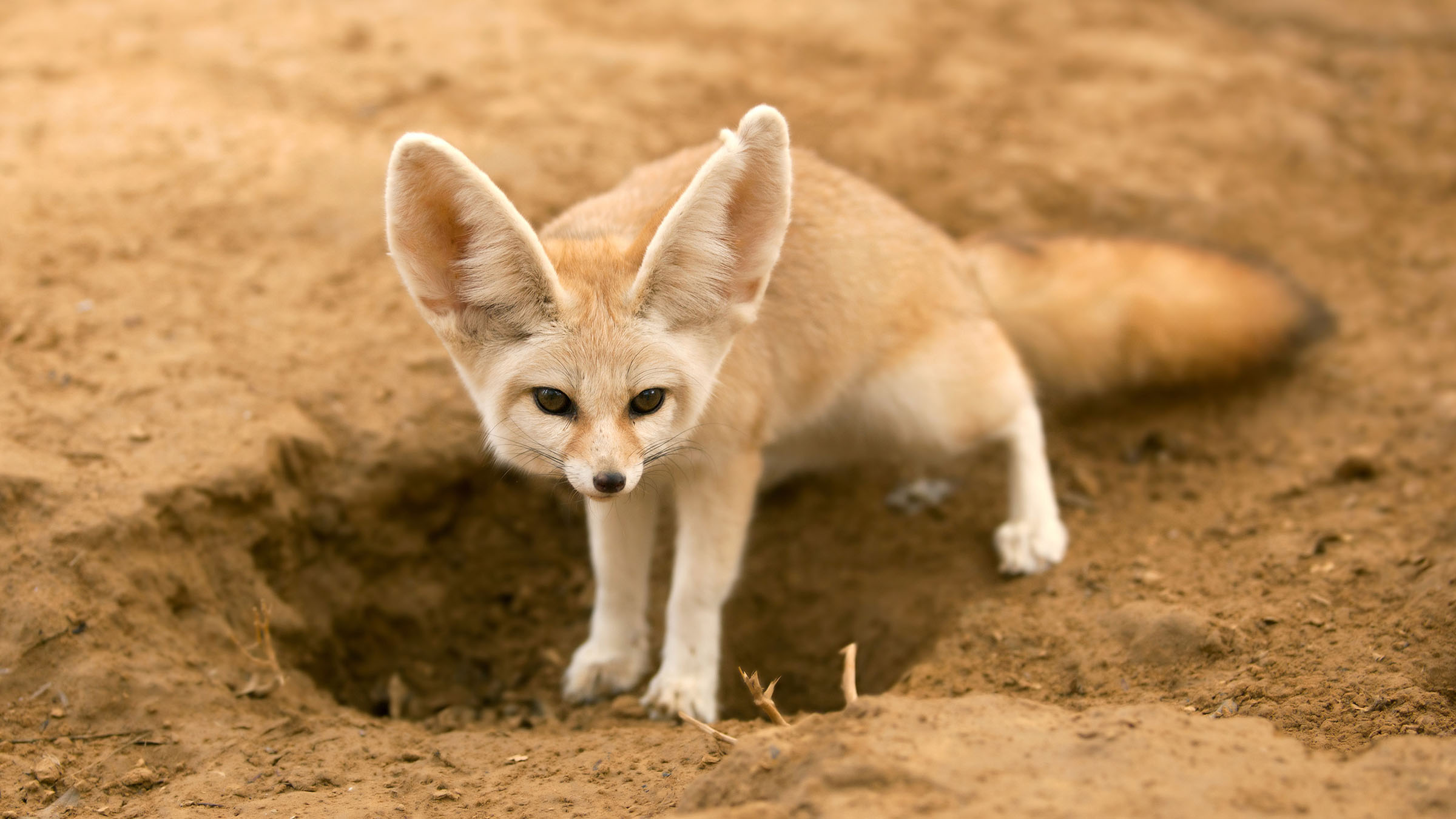 Fennec fox wallpaper hires stock photography and images  Alamy