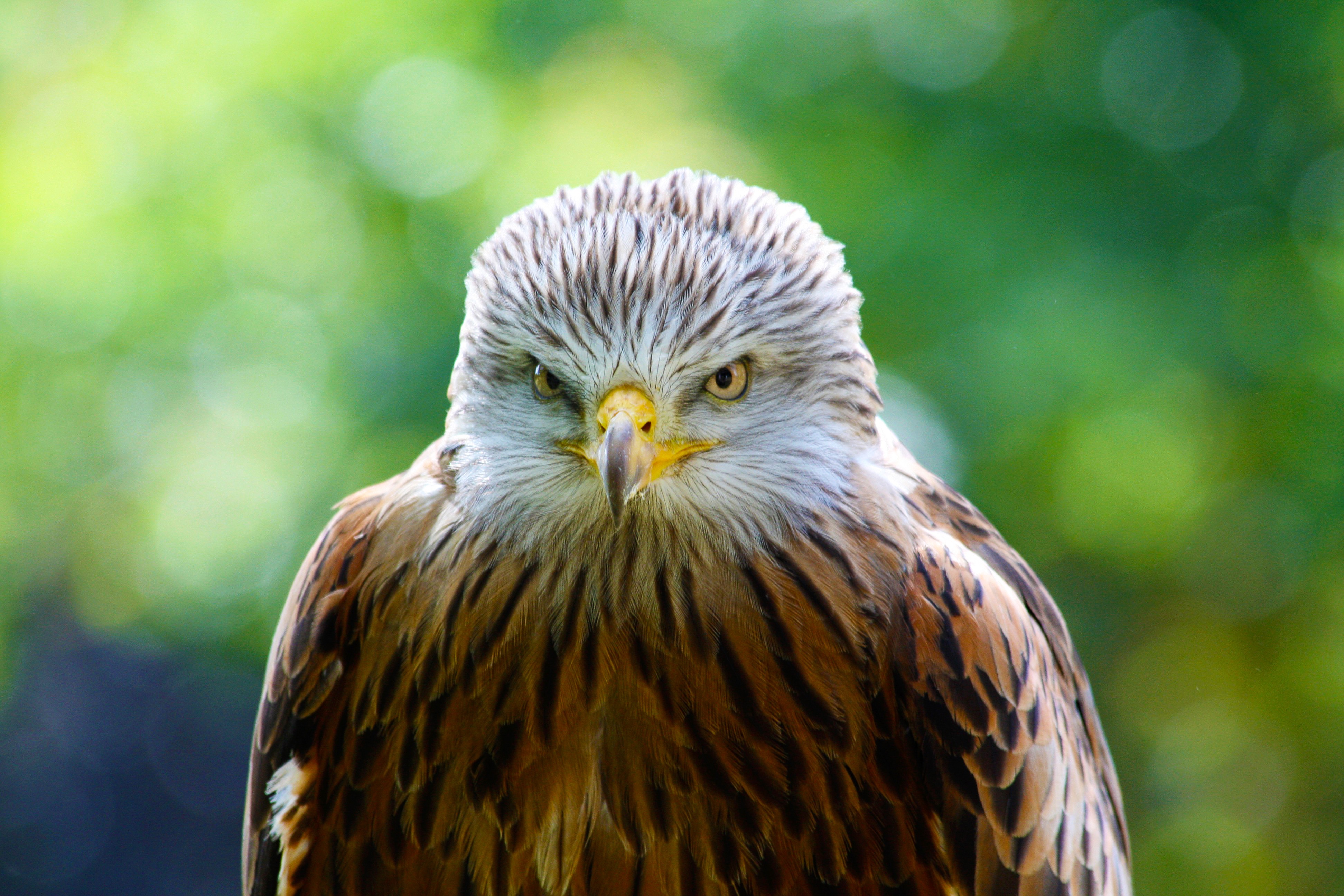 hawk, animals, bird, predator lock screen backgrounds