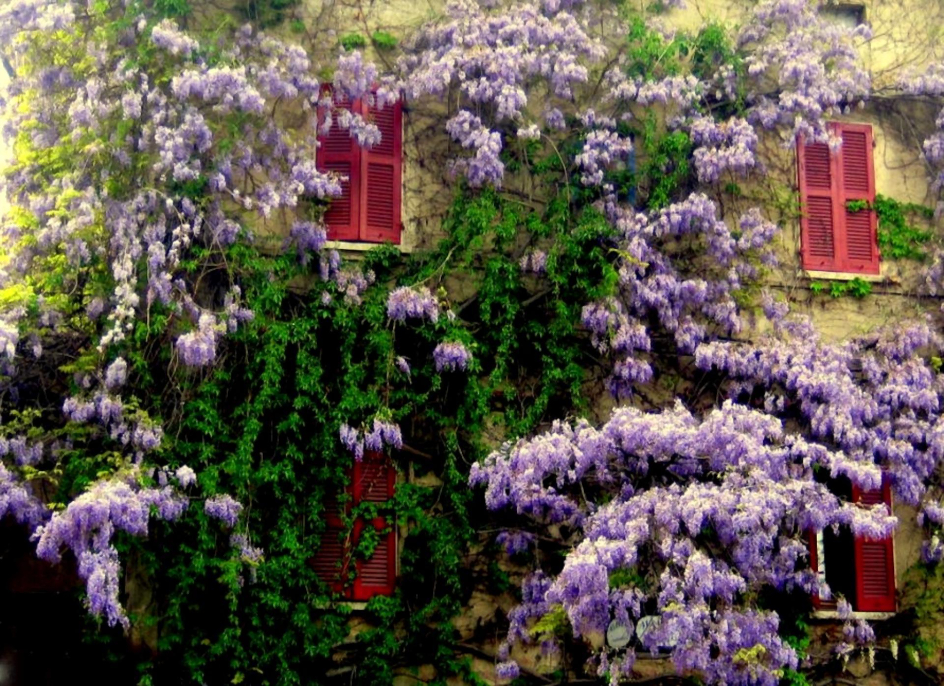 747465 descargar fondo de pantalla primavera, hecho por el hombre, casa, tierra, flor, flor purpura, glicina: protectores de pantalla e imágenes gratis