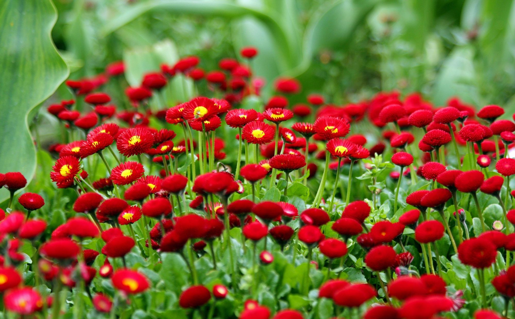 Полевые цветы красного цвета фото и названия