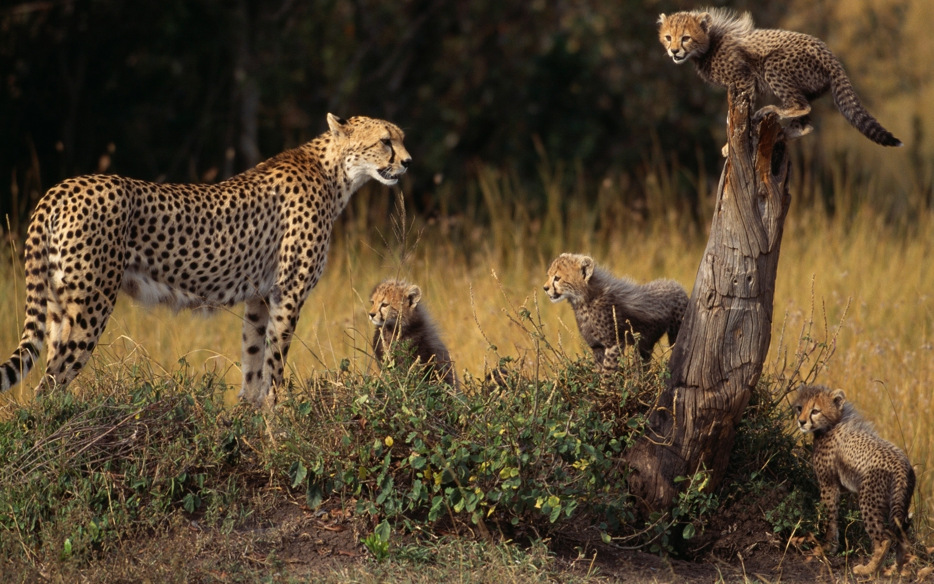 Laden Sie das Geparden, Tiere-Bild kostenlos auf Ihren PC-Desktop herunter
