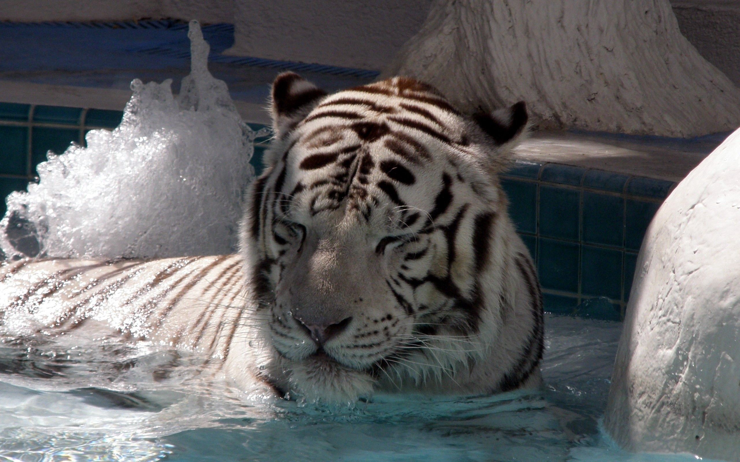 151755 скачать обои тигр, лежать, животные, большая кошка, купаться - заставки и картинки бесплатно