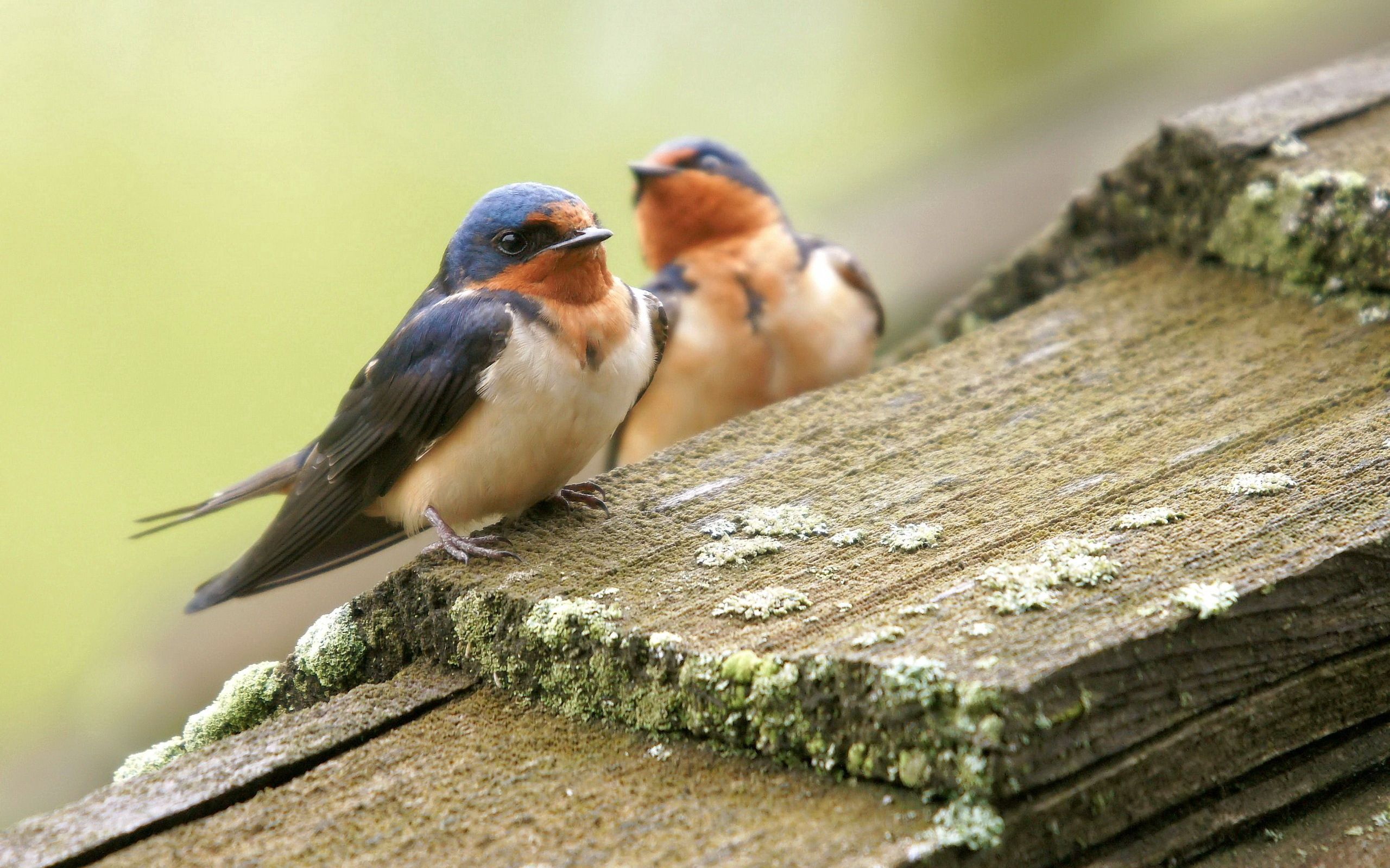 Download mobile wallpaper Animals, Couple, Care, Pair, Birds for free.
