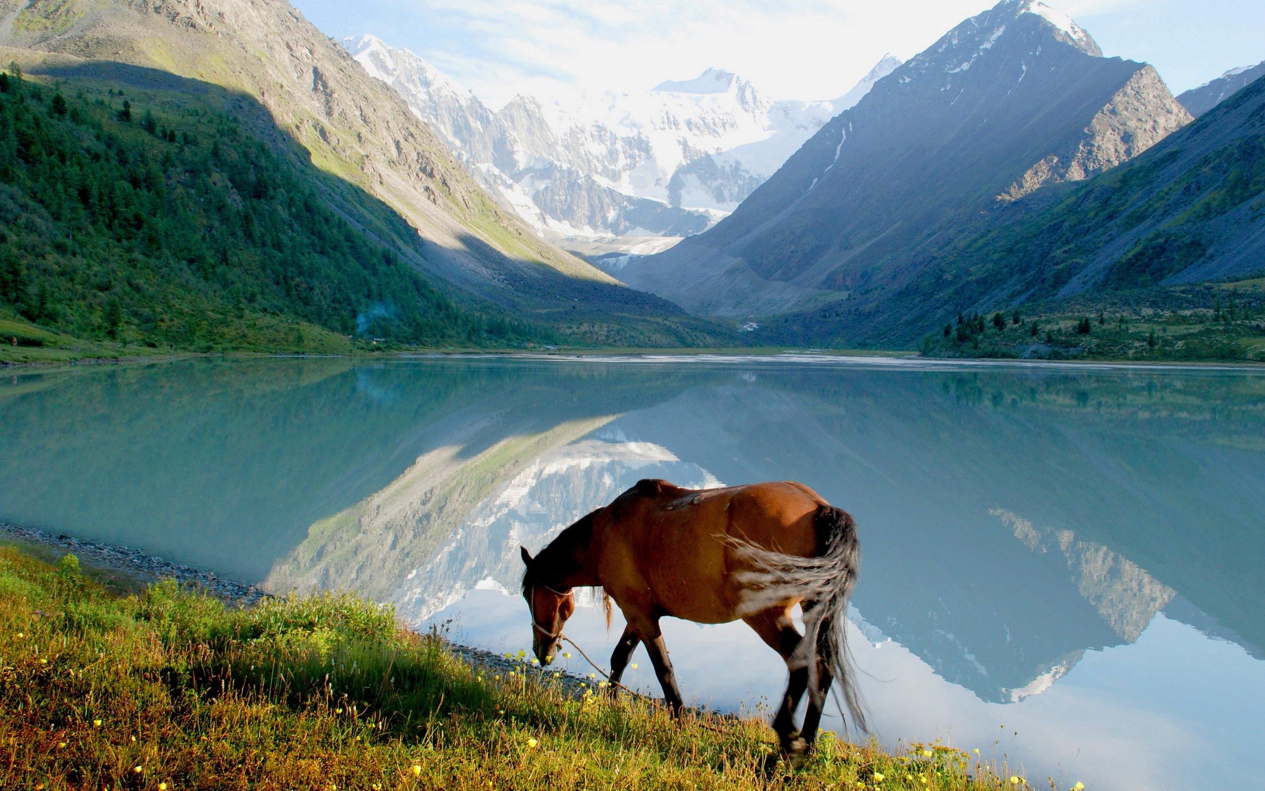 123315 descargar fondo de pantalla hierba, animales, montañas, lago, paseo, vista, caballo: protectores de pantalla e imágenes gratis
