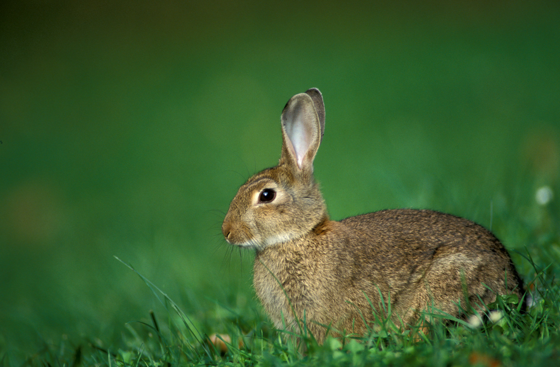 611086 免費下載壁紙 动物, 野兔 屏保和圖片