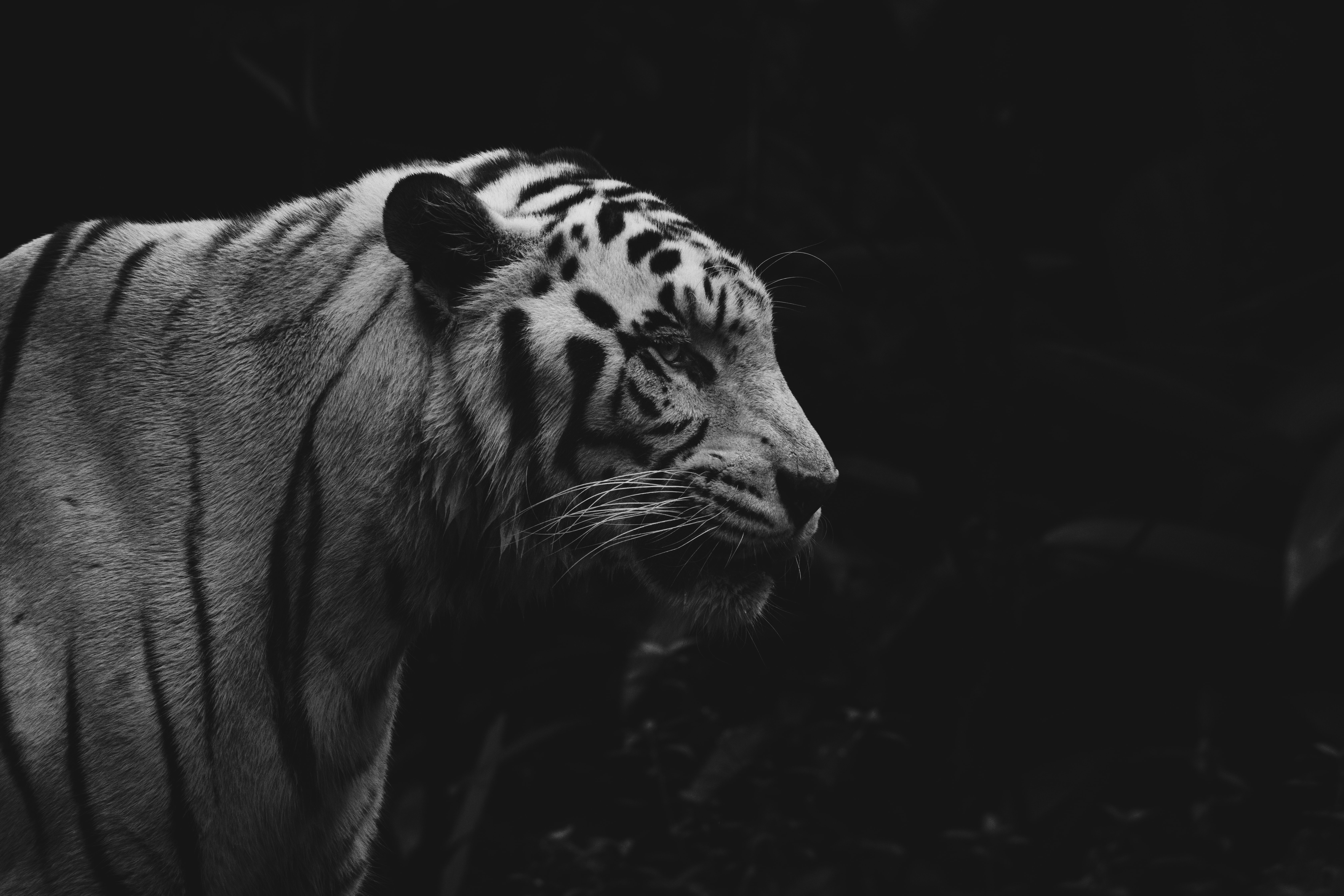 wildlife, tiger, chb, animals, predator, bw, animal 2160p
