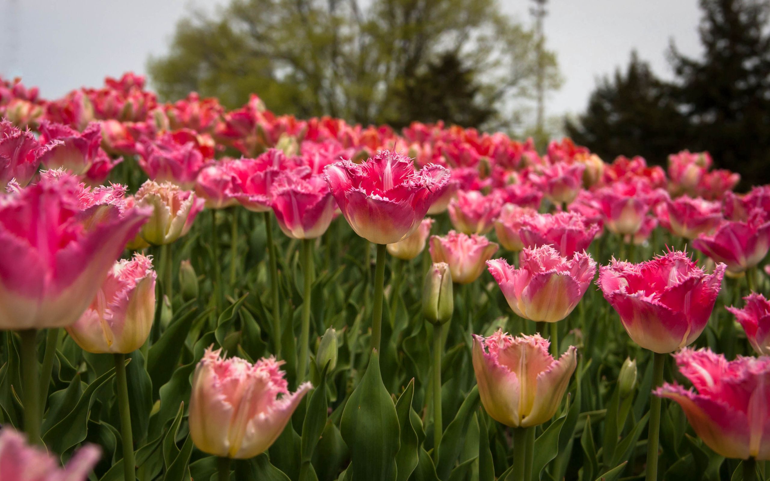 Laden Sie das Tulpen, Feld, Frühling, Natur-Bild kostenlos auf Ihren PC-Desktop herunter