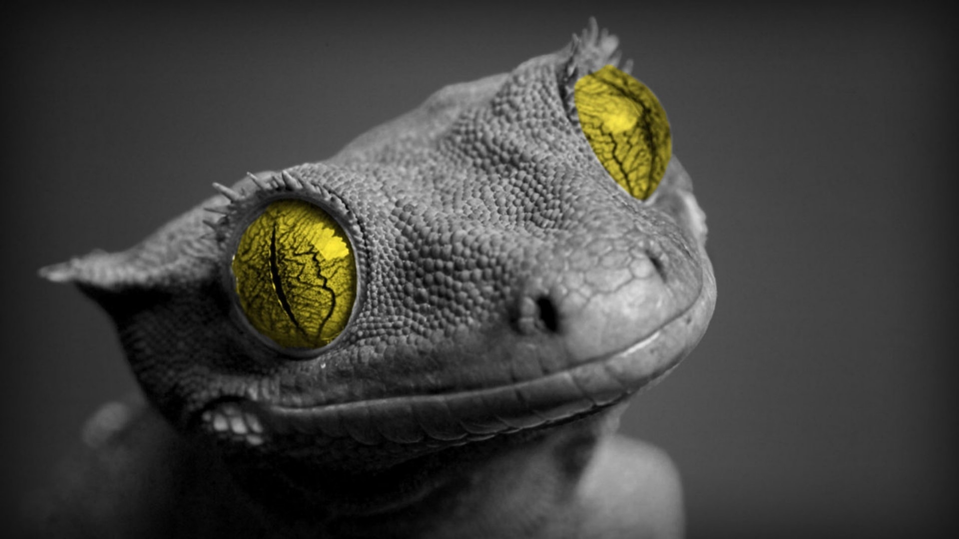 gecko, animal, reptiles QHD