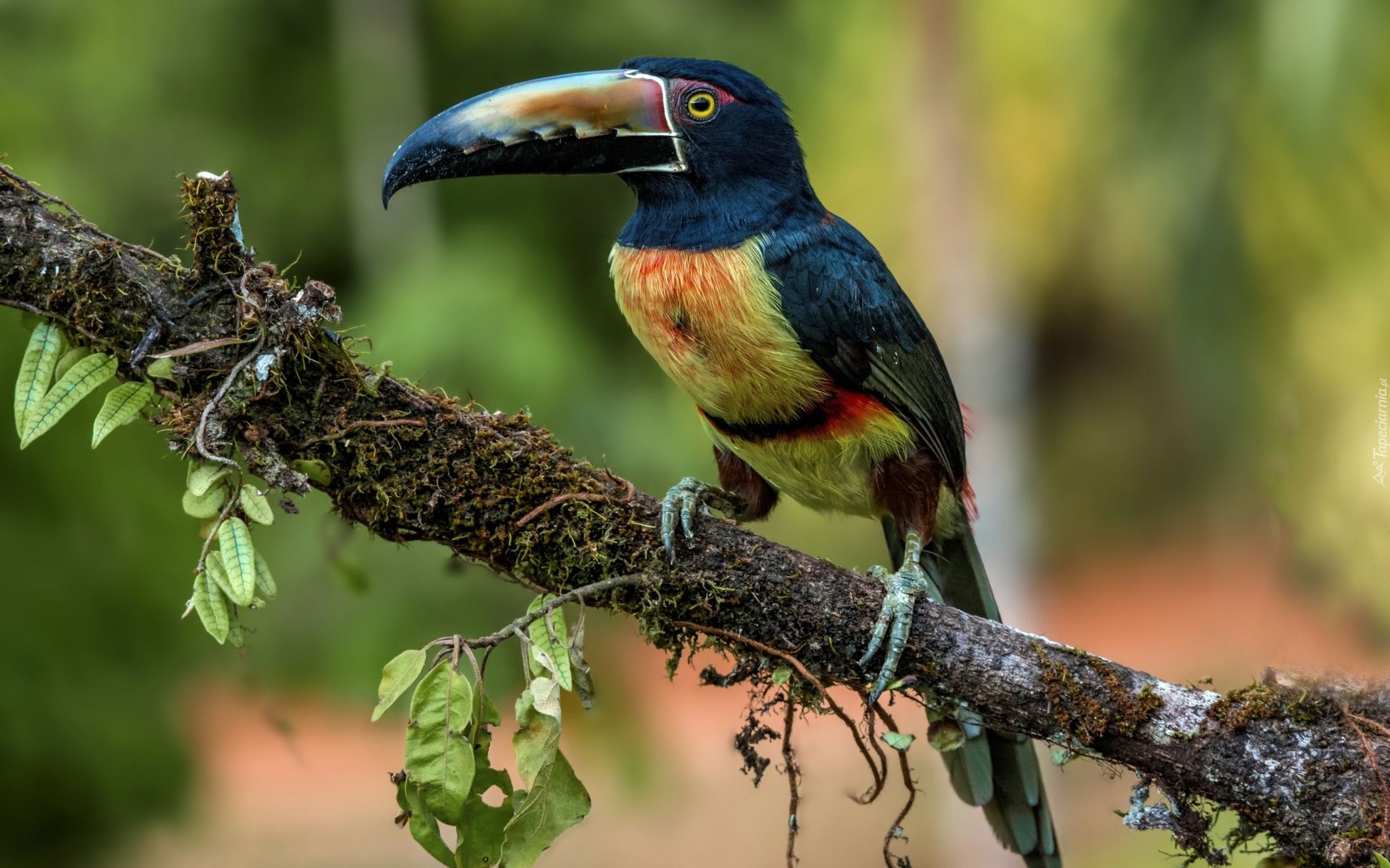 Free HD animal, toucan, bird, collared aracari, birds