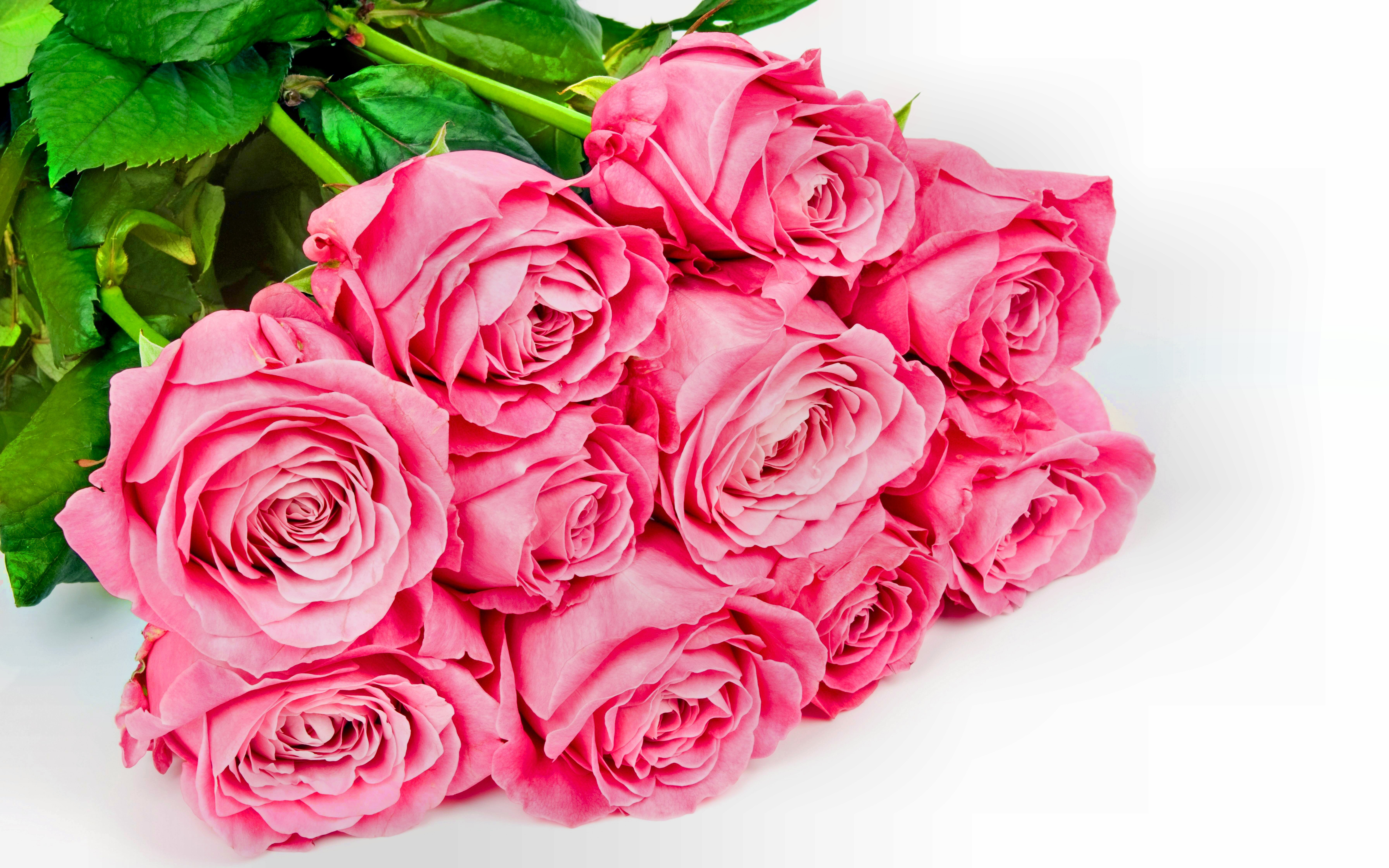 flowers, leaf, flower, pink rose, valentine's day, earth, rose