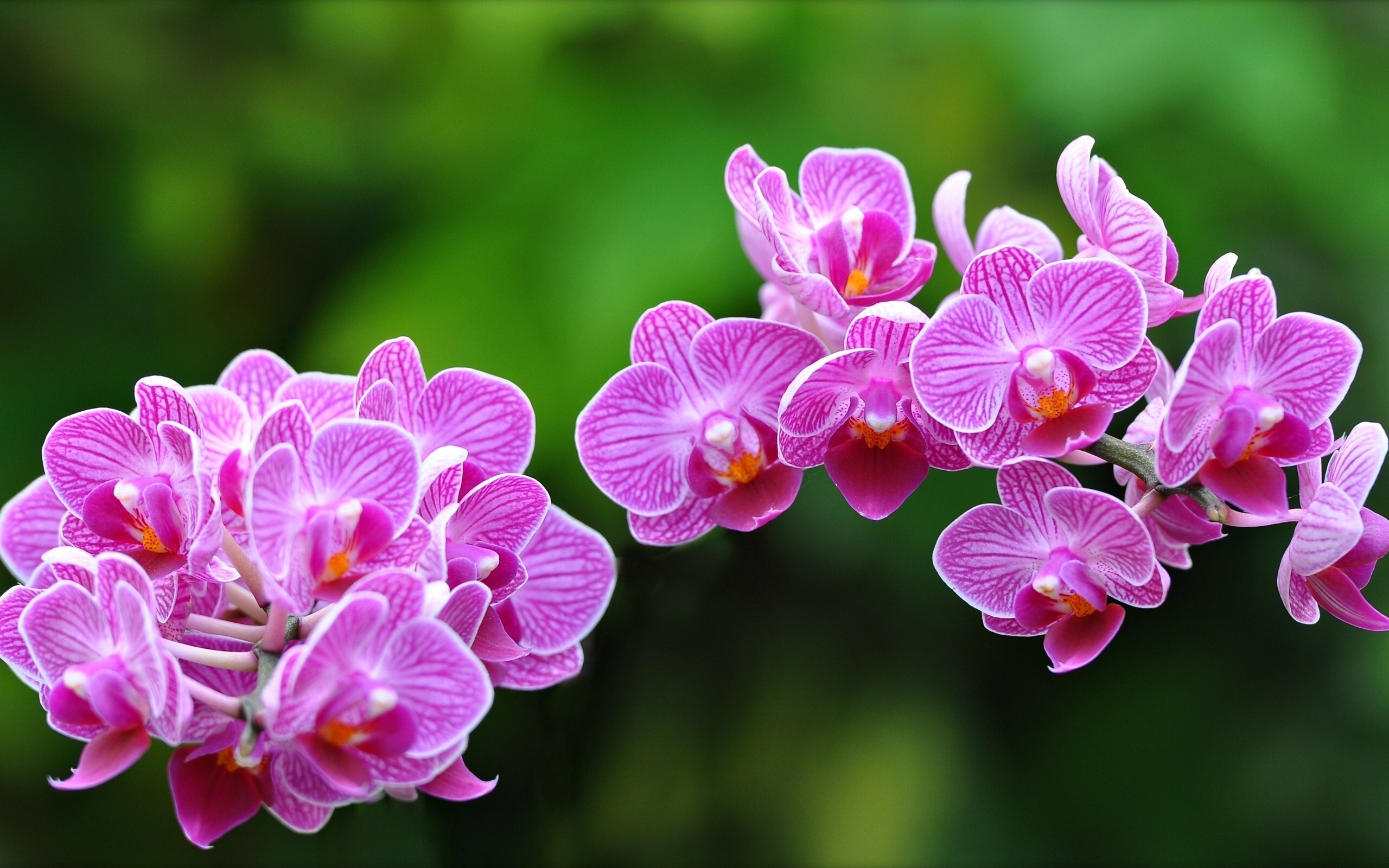 орхидеи фото красивые картинки на весь экран