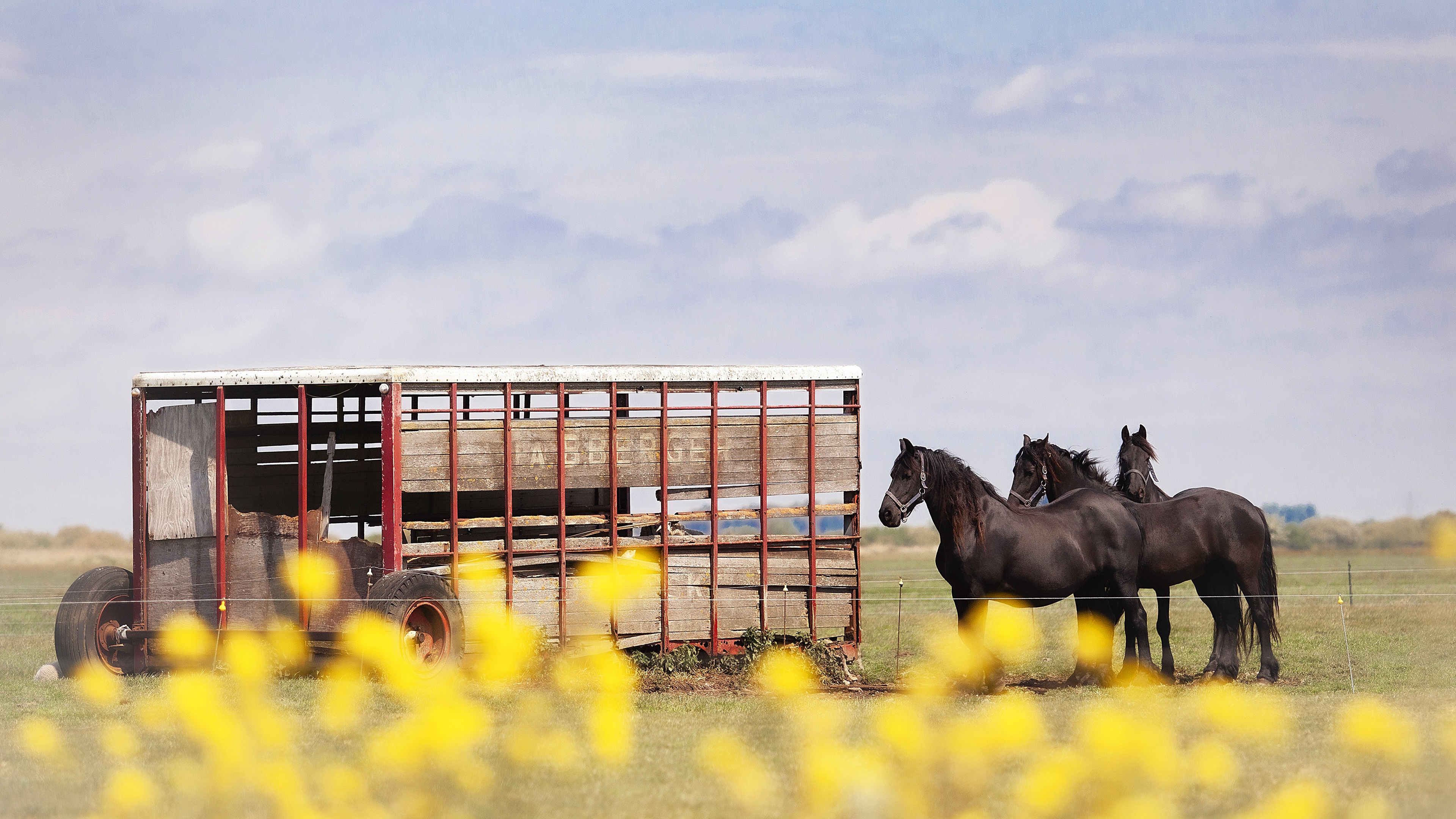 animal, horse, cart, sky HD wallpaper