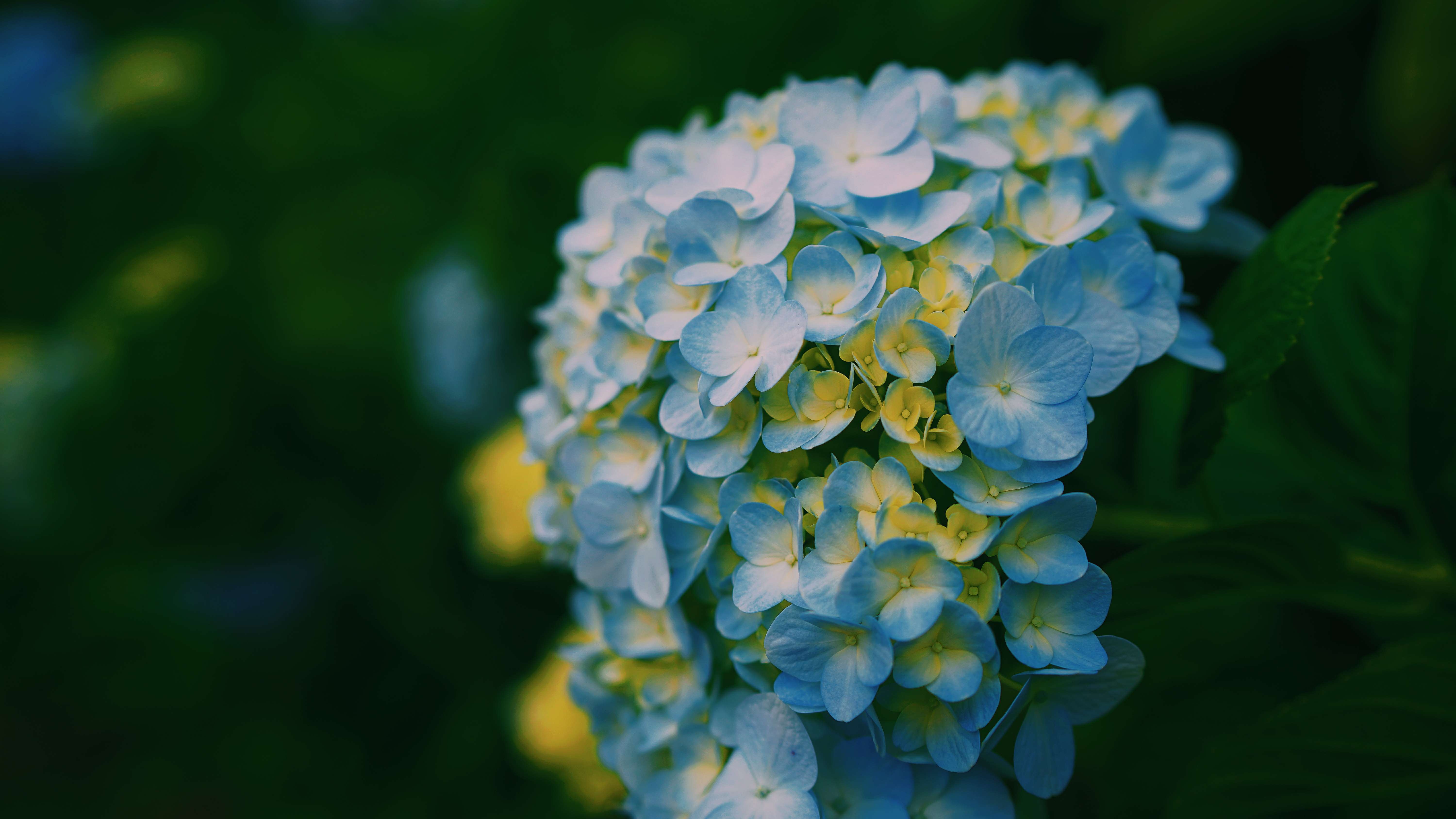 Free download wallpaper Flowers, Light, Blur, Smooth, Light Coloured, Hydrangeas, Close Up, Petals on your PC desktop