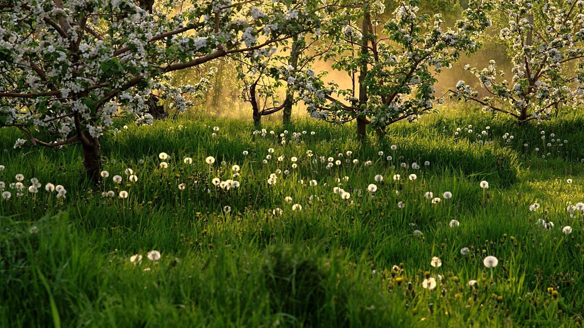 nature, trees, grass, dandelions, field Image for desktop