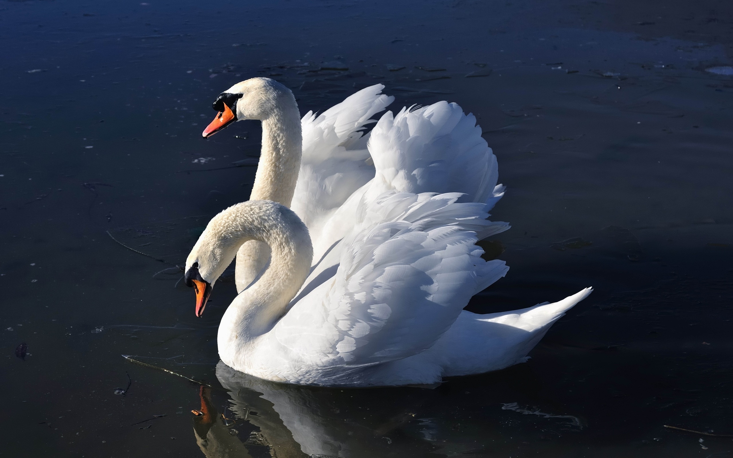 animal, mute swan, birds Smartphone Background