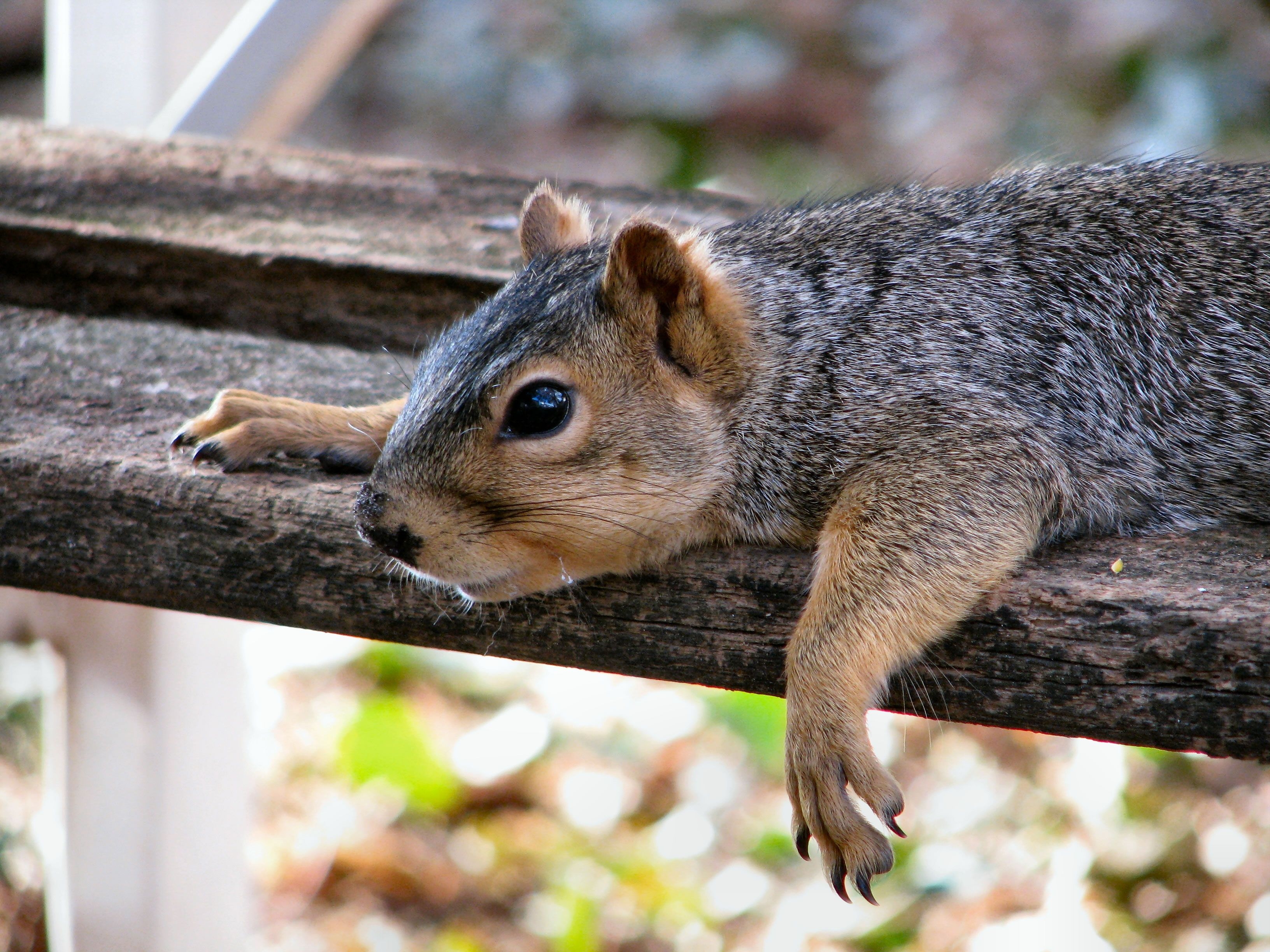 73690 Bild herunterladen eichhörnchen, tiere, sich hinlegen, liegen, entspannung, ruhepause, tier - Hintergrundbilder und Bildschirmschoner kostenlos
