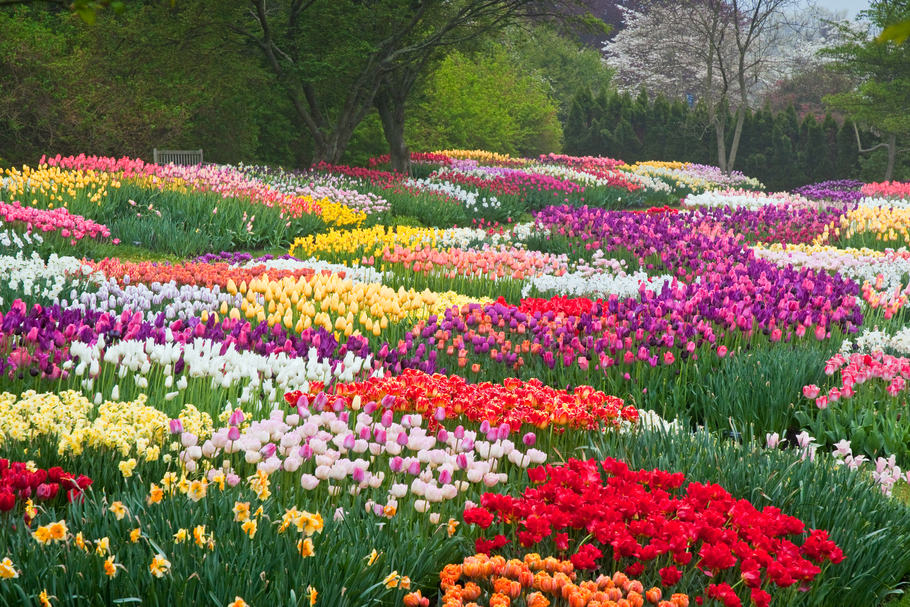 Видео сада с цветами. Флаверс Гарден. Цветы в саду. Тюльпаны в саду. Весенняя клумба.