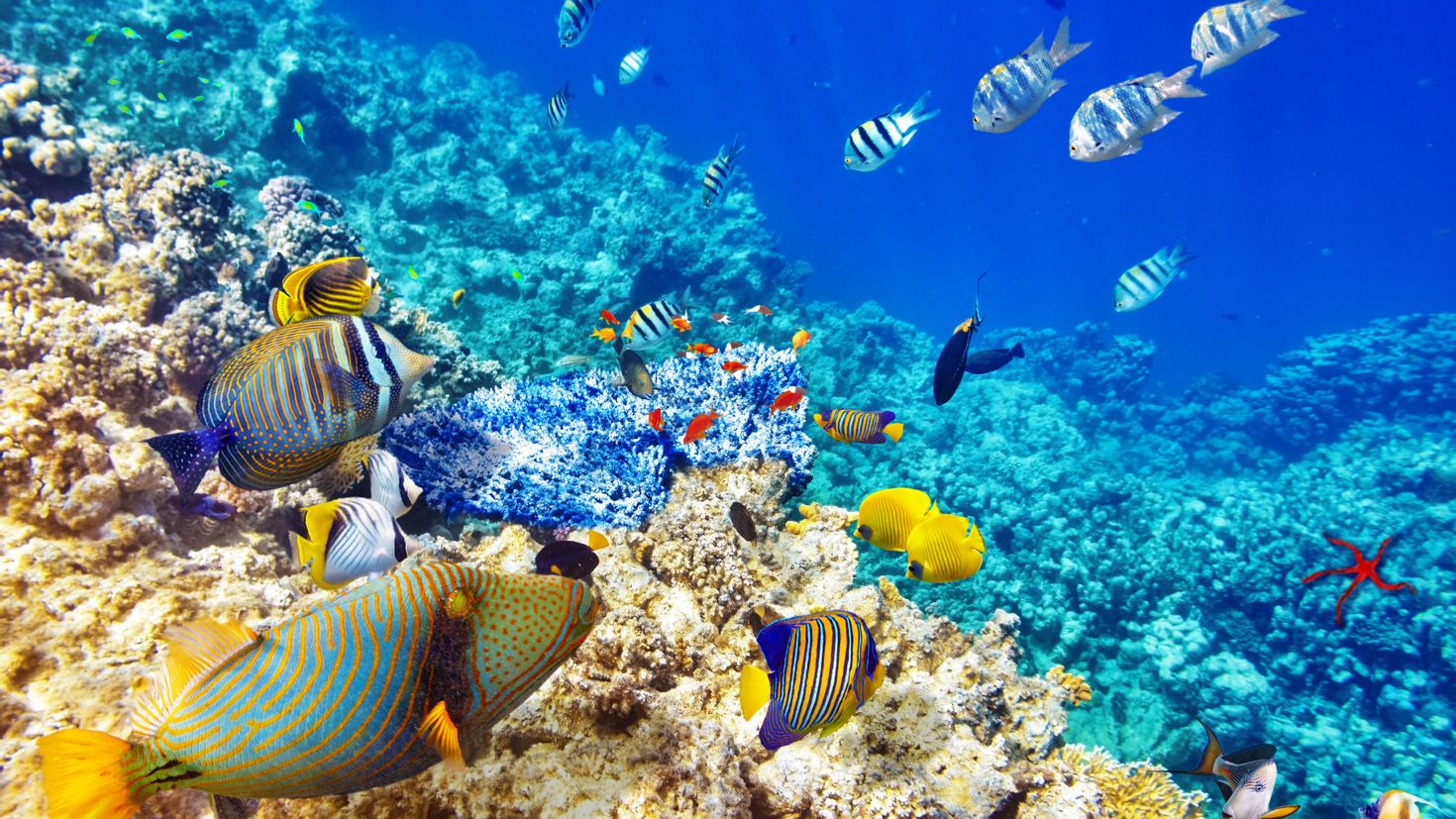 Обои на стол рыбки. Снорклинг Шарм Эль Шейх. Коралловый риф в Шарм Эль Шейхе. Подводный риф Шарм-Эль-Шейх. Красное море Шарм-Эль-Шейх.