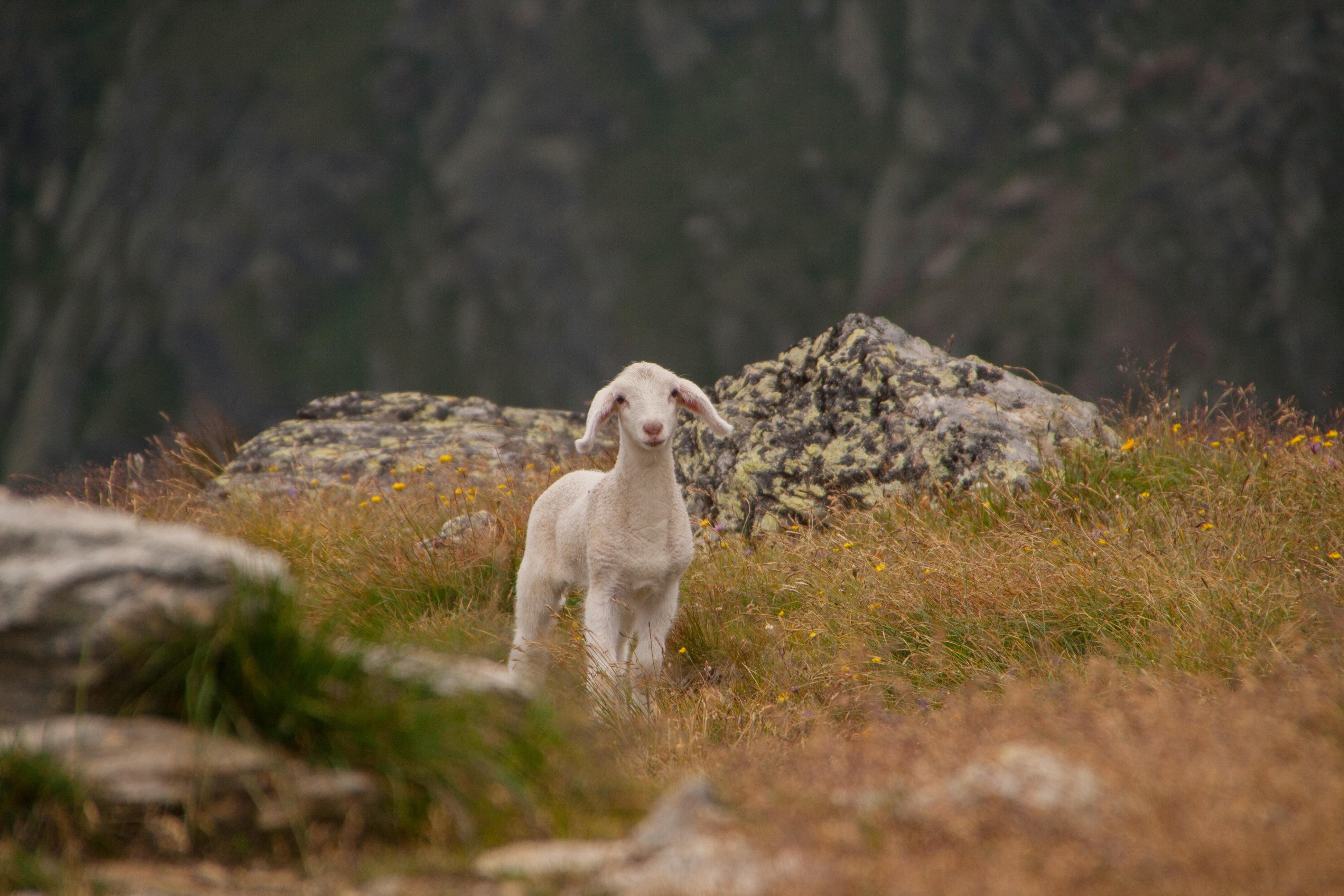 Download mobile wallpaper Sheep, Joey, Animals, Young, Lamb, Mountains for free.