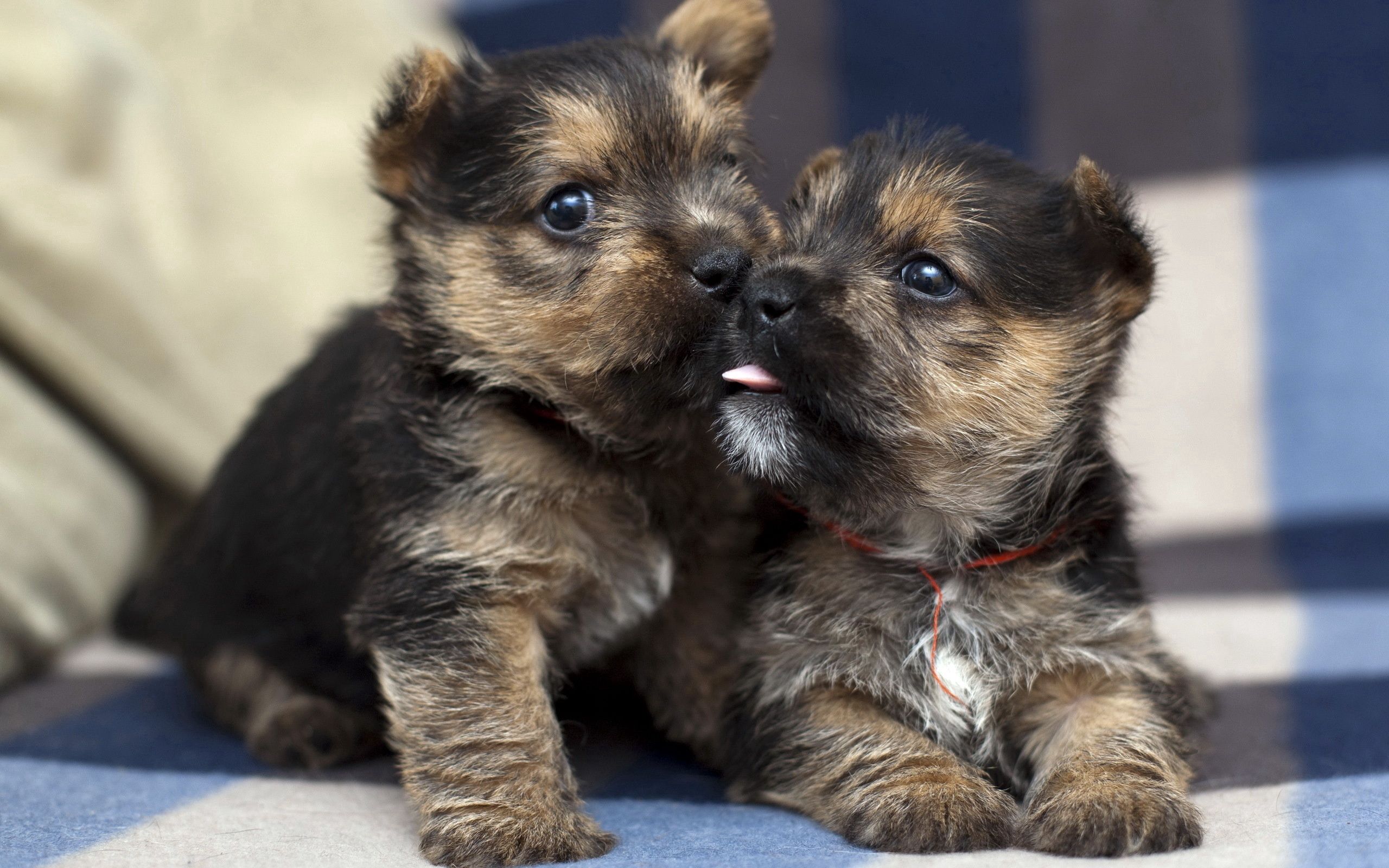 Download mobile wallpaper Animals, Tenderness, Puppies, Pair, Couple, Dogs for free.