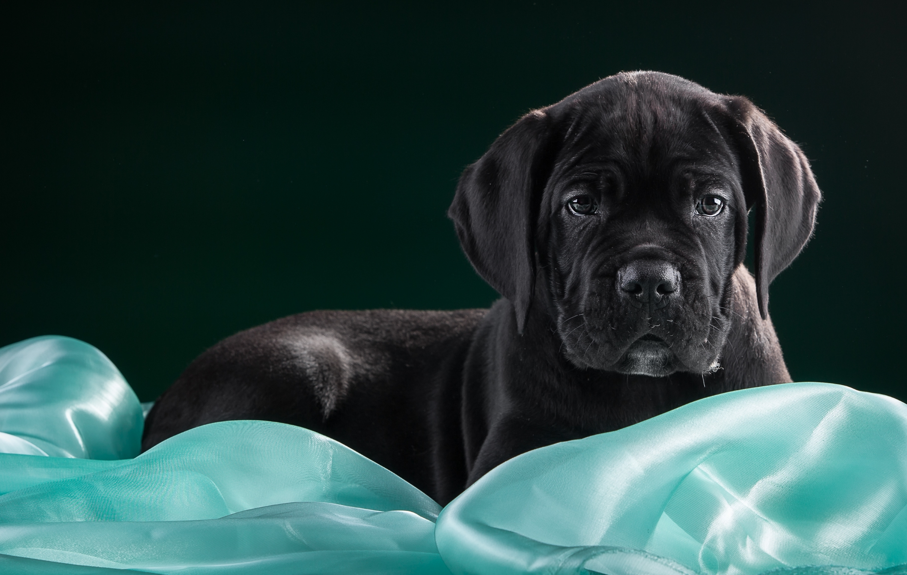 Wallpaper look dog Cane Corso images for desktop section собаки   download