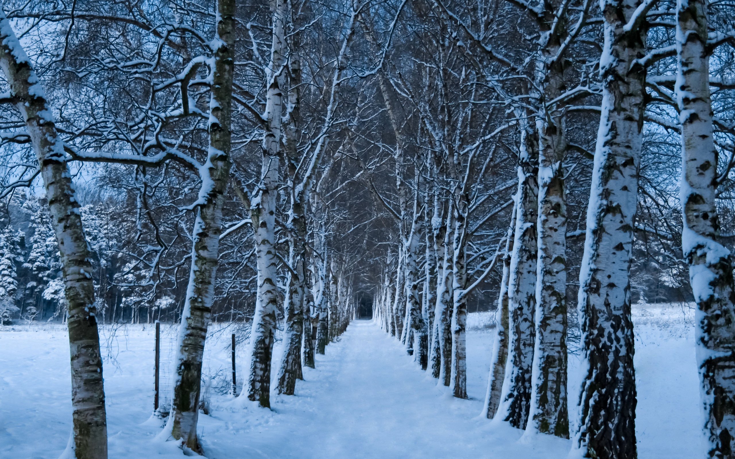 1440583 скачать картинку зима, лес, снег, земля/природа, дорожка, дерево - обои и заставки бесплатно