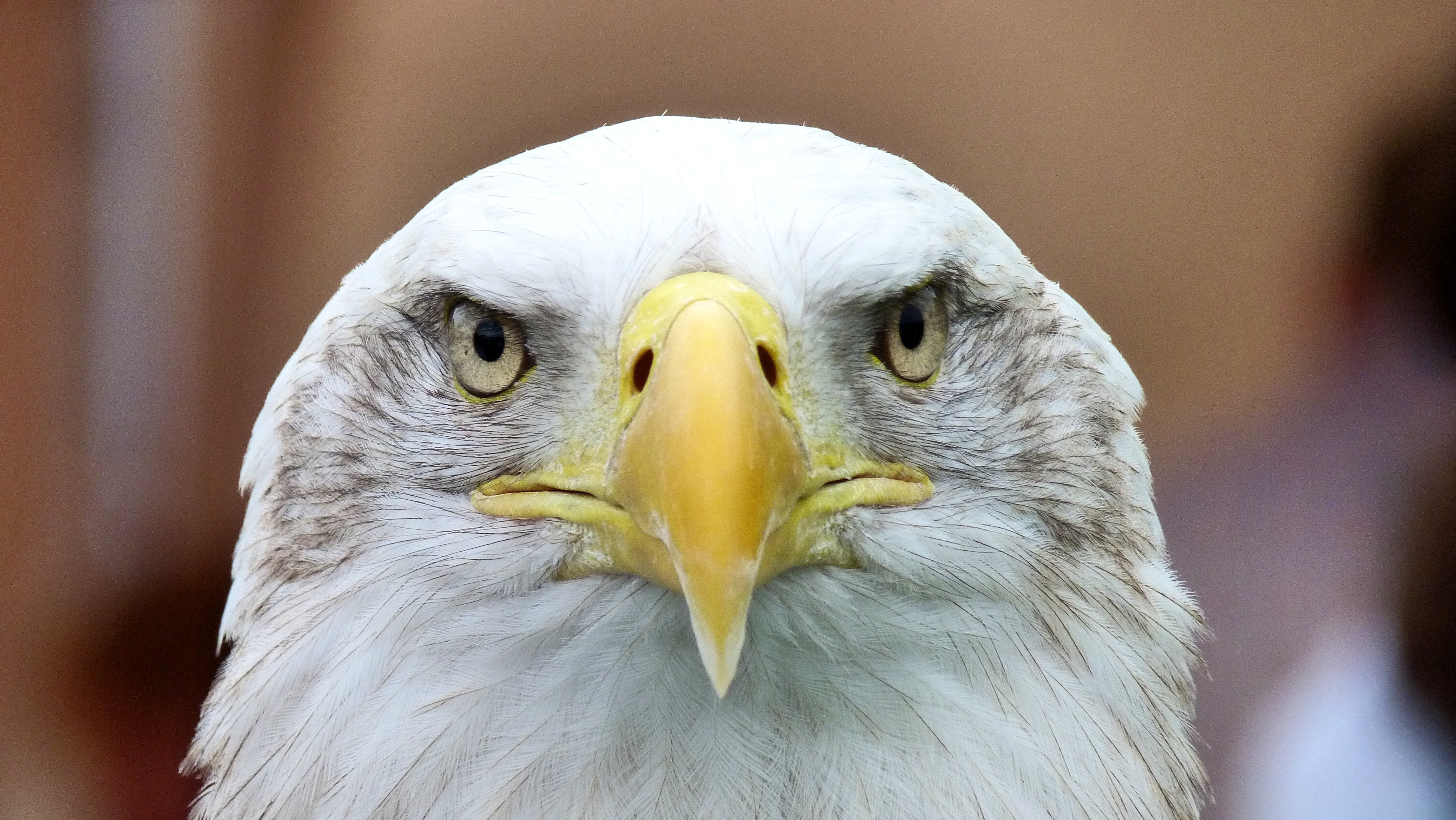Descarga gratis la imagen Animales, Águila Cabeciblanca, Águila Calva, Pájaro, Depredador, Águila en el escritorio de tu PC