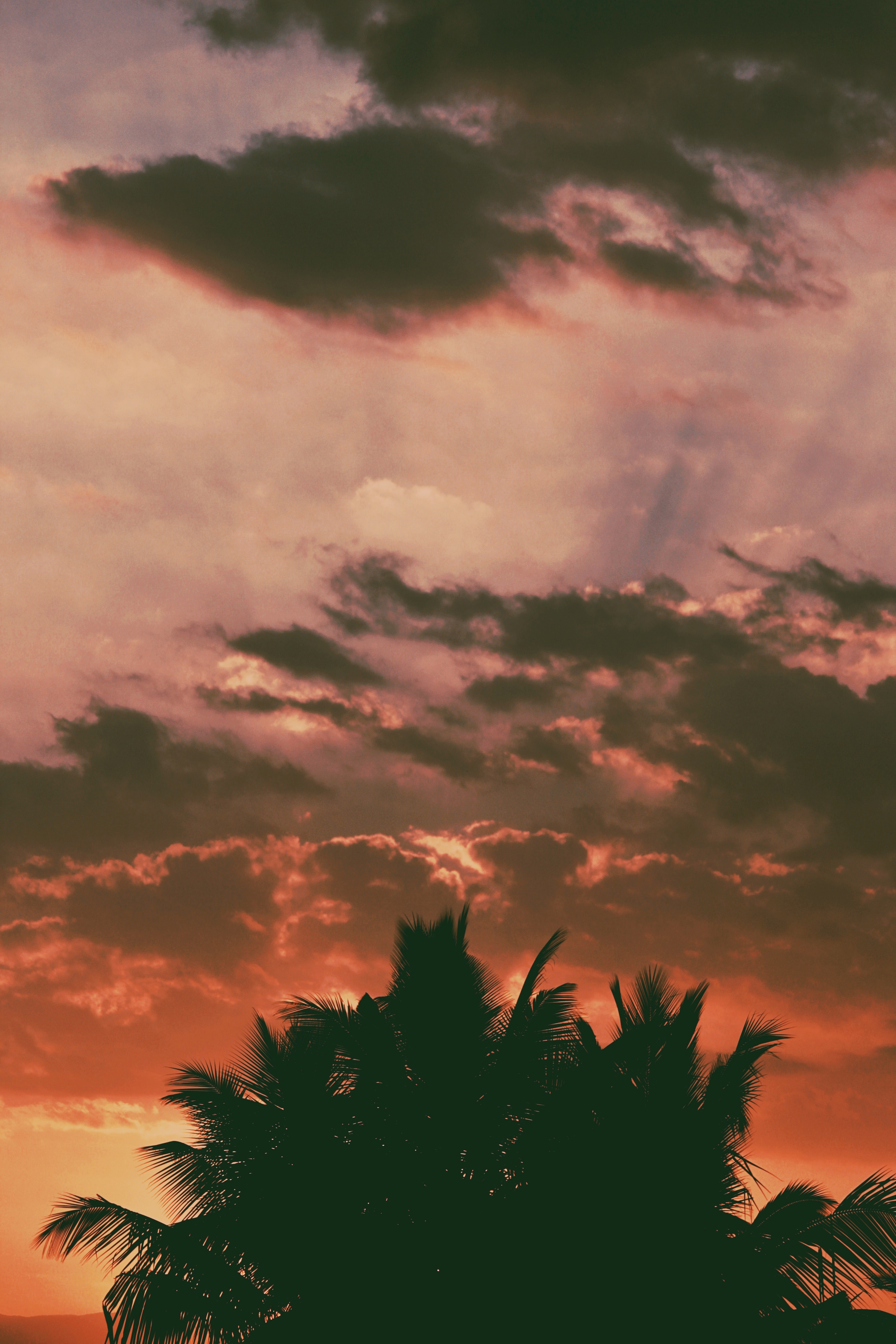 Download mobile wallpaper Branches, Clouds, Outlines, Nature, Palms, Tropics, Sunset, Dark for free.