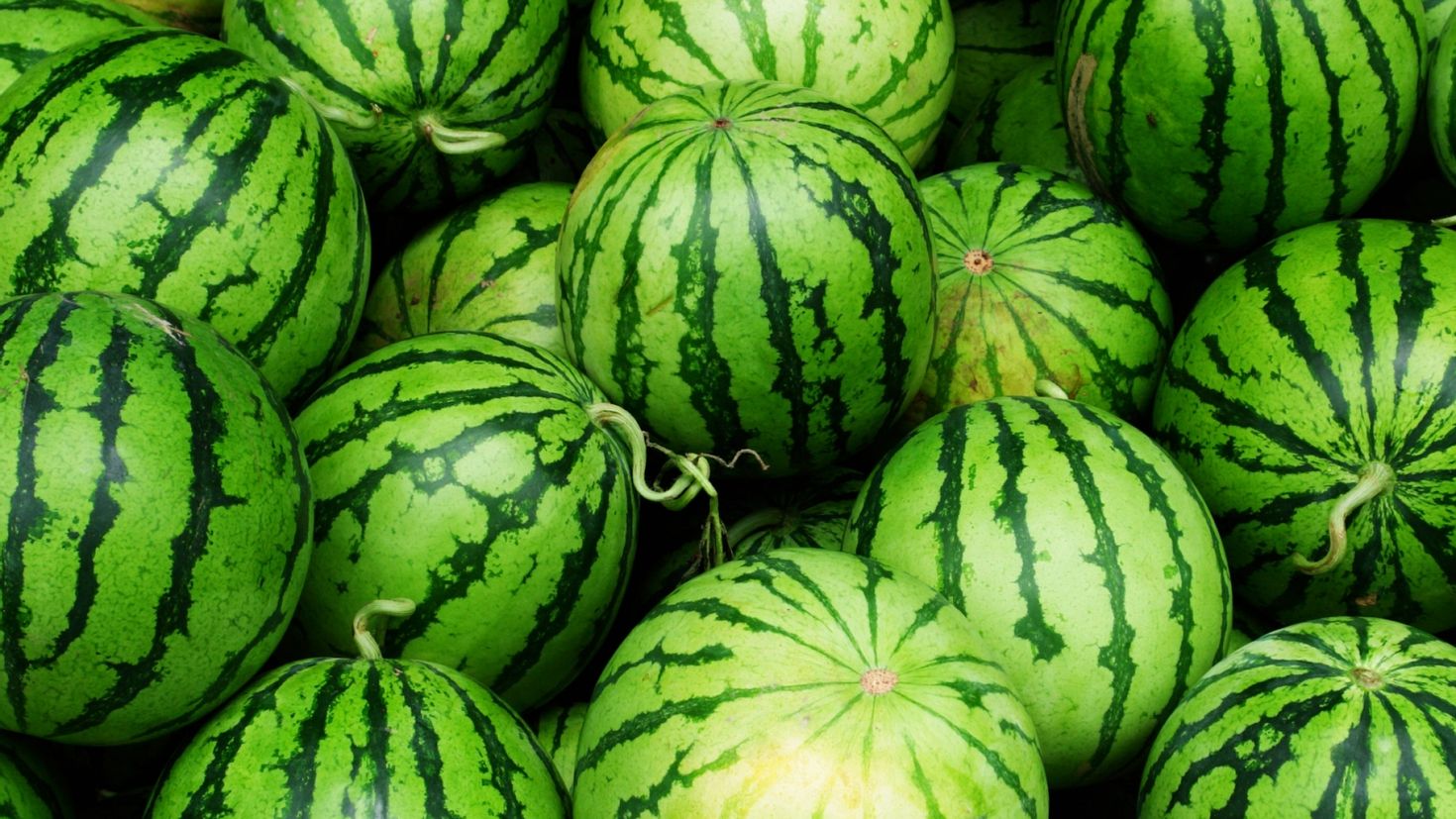 Watermelon перевод на русский. Арбуз. Арбуз картинка. Поле арбузов. Поле с арбузами.