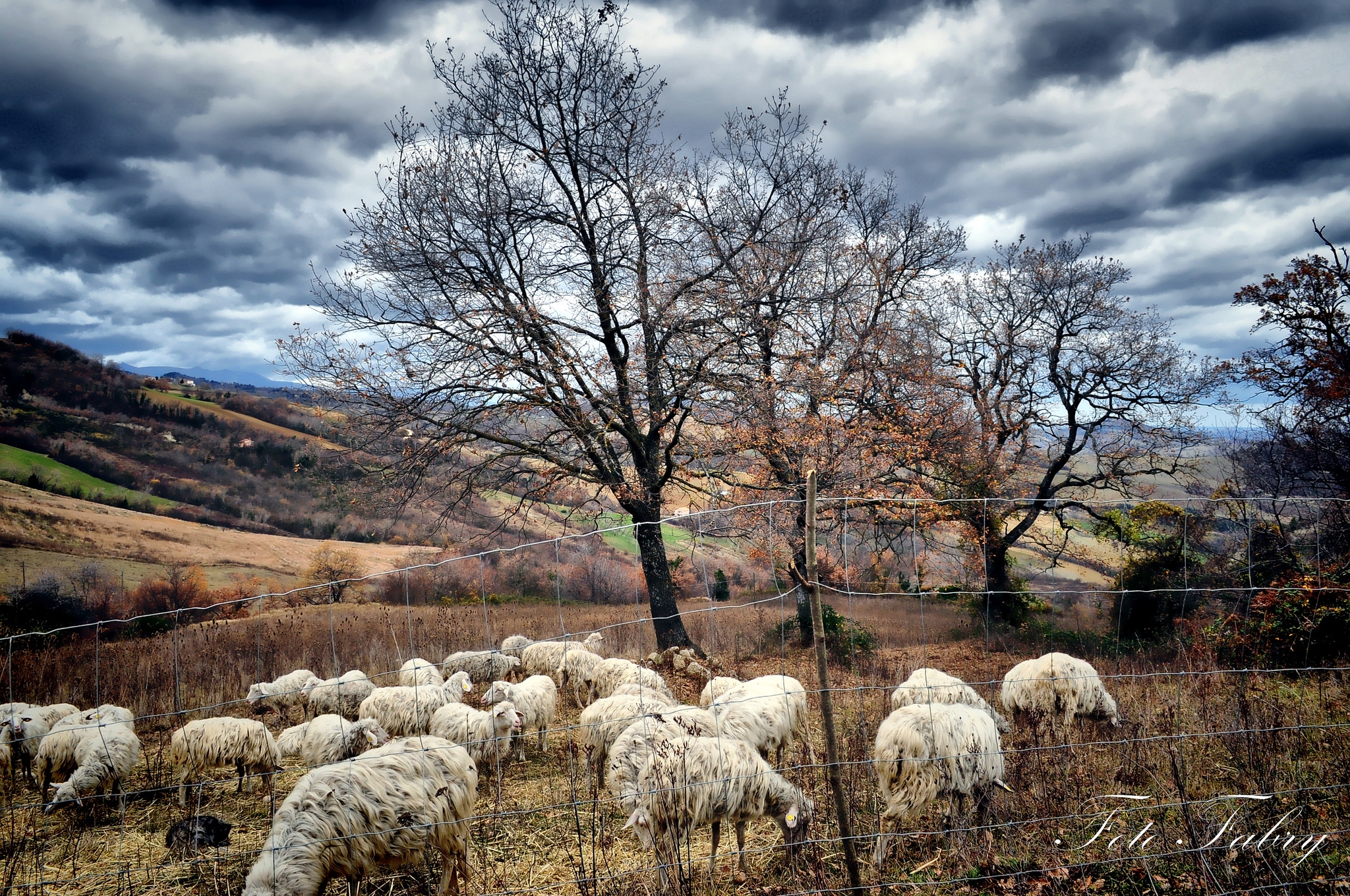 69331 baixar imagens natureza, árvores, outono, rebanho, manada, ovelha, pasto, ovelhas - papéis de parede e protetores de tela gratuitamente
