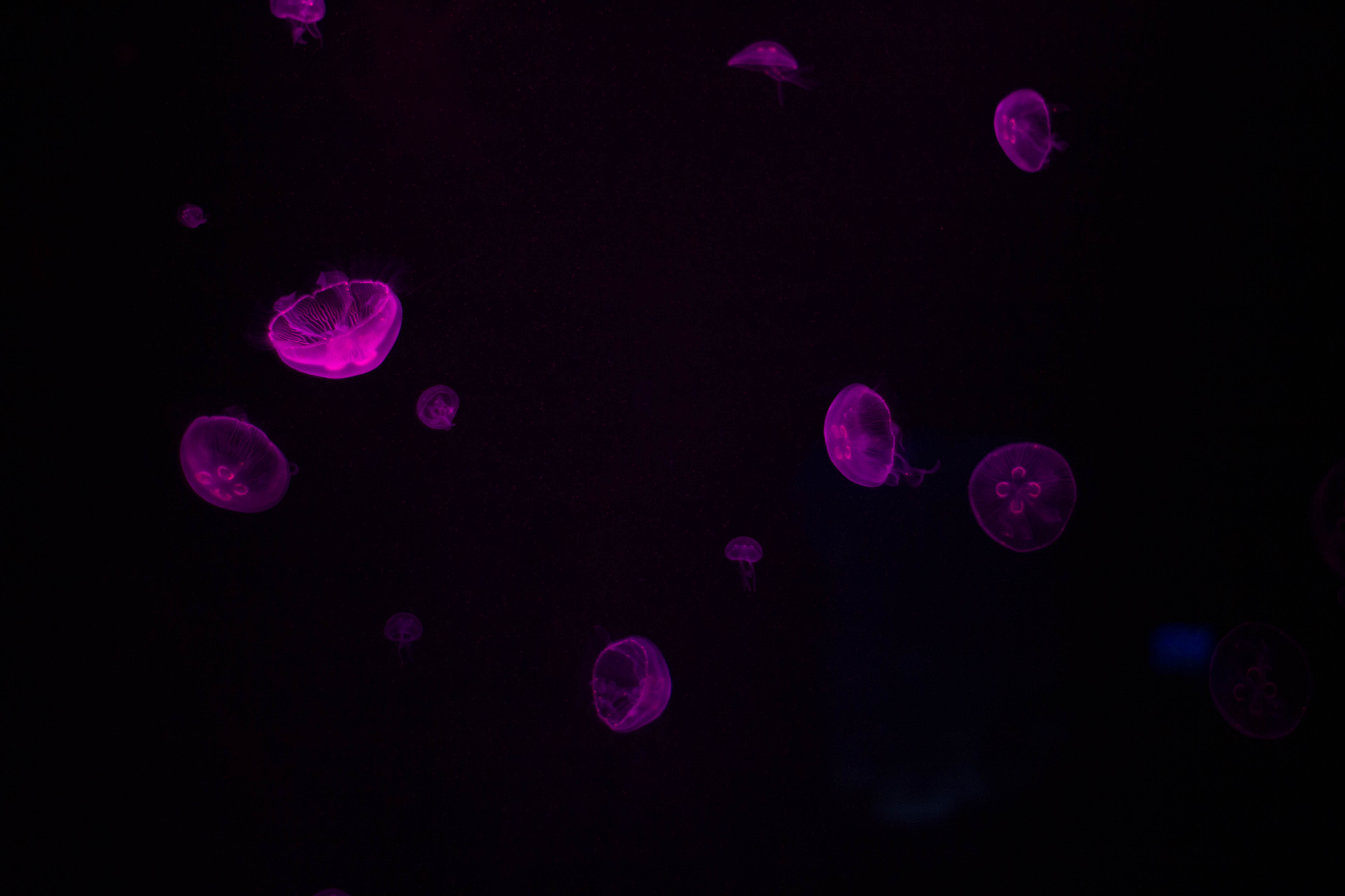 Download mobile wallpaper Underwater, Submarine, Violet, Glow, Jellyfish, Purple, Dark for free.