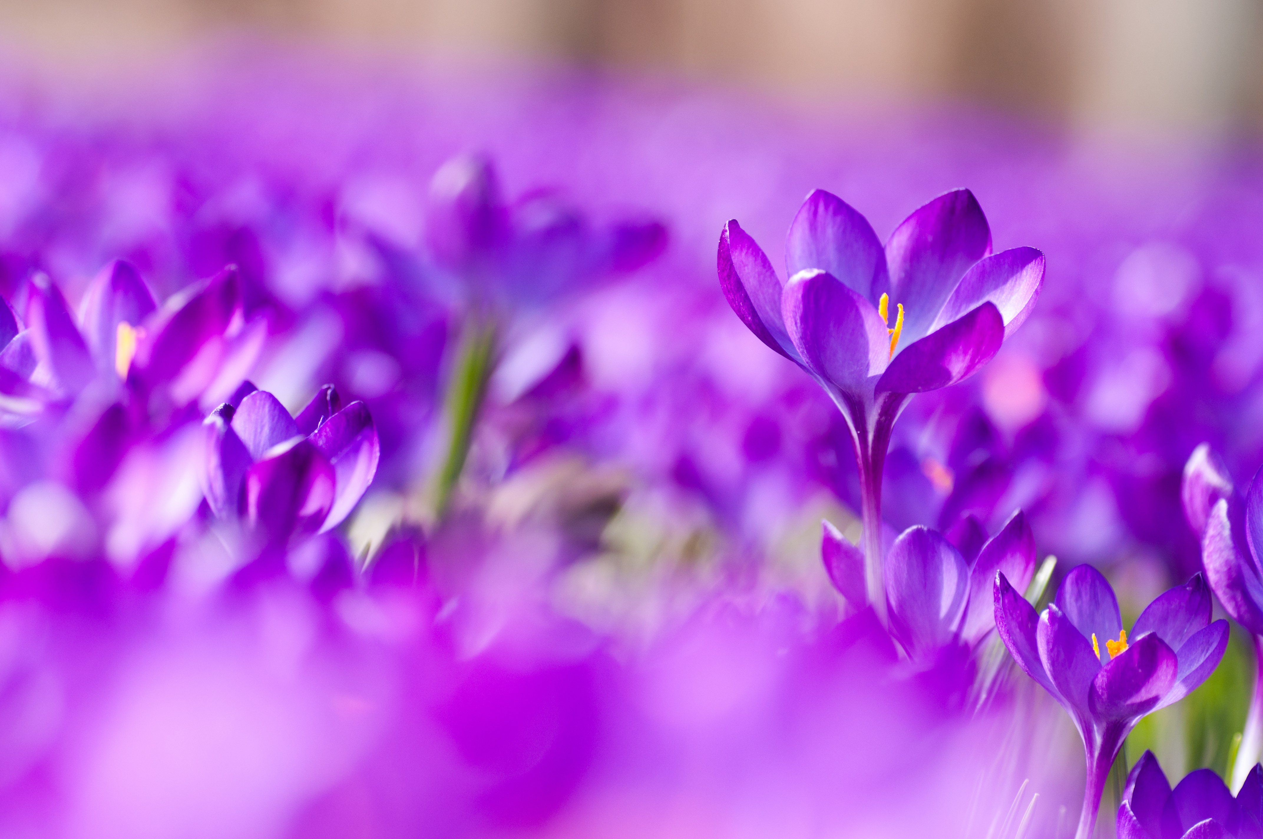 Нежно-фиолетовый Крокус