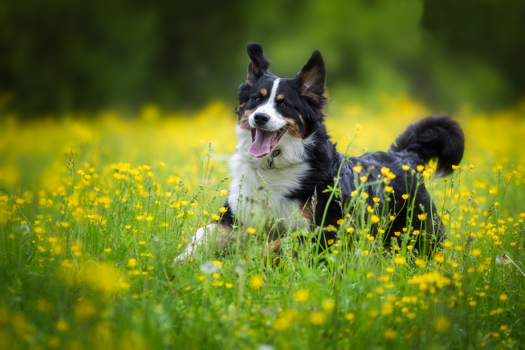 bernese mountain dog, animal, sennenhund, dog, flower, meadow, dogs phone wallpaper