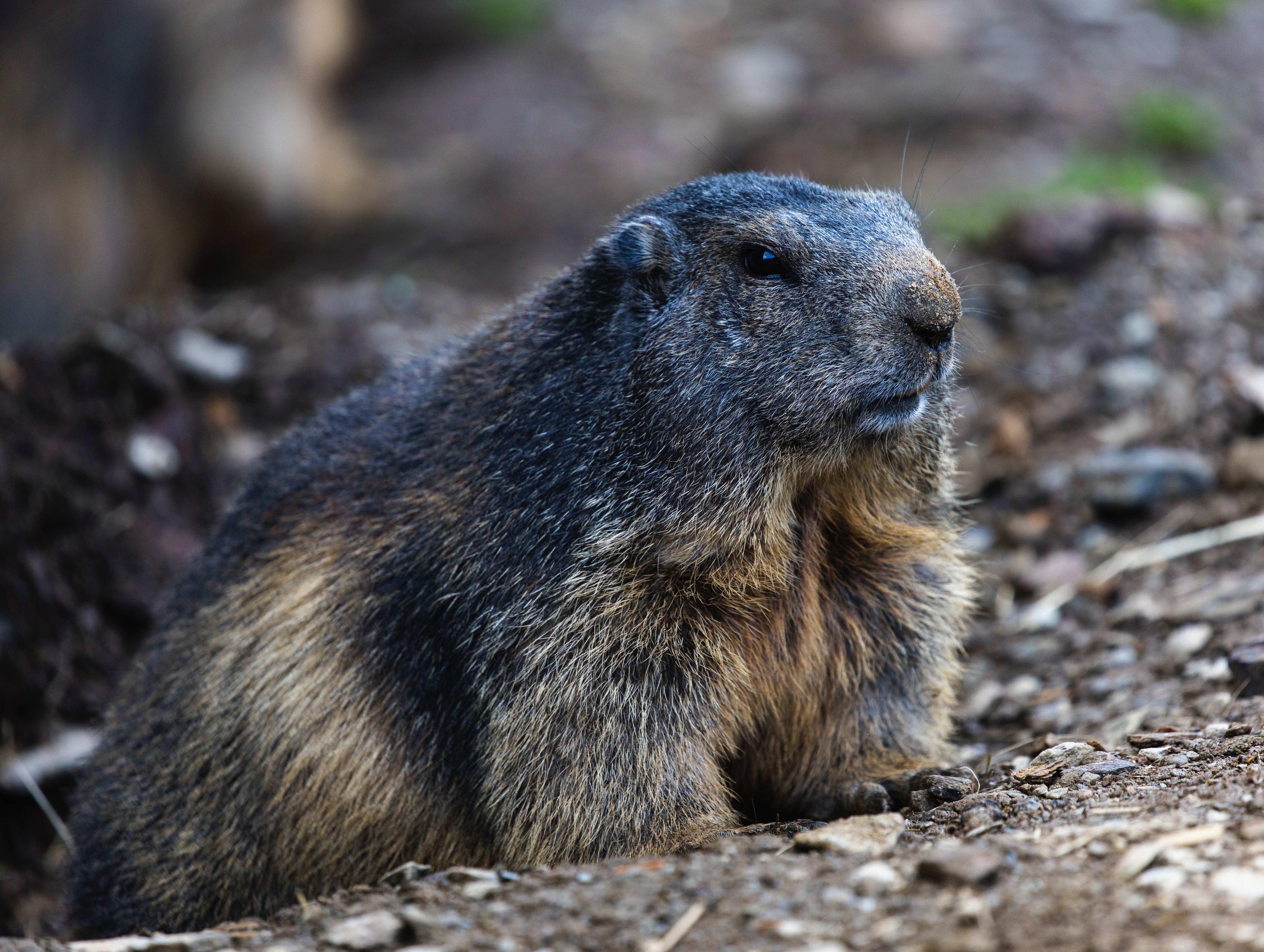 Download mobile wallpaper Rodent, Marmot, Animals, Wildlife for free.