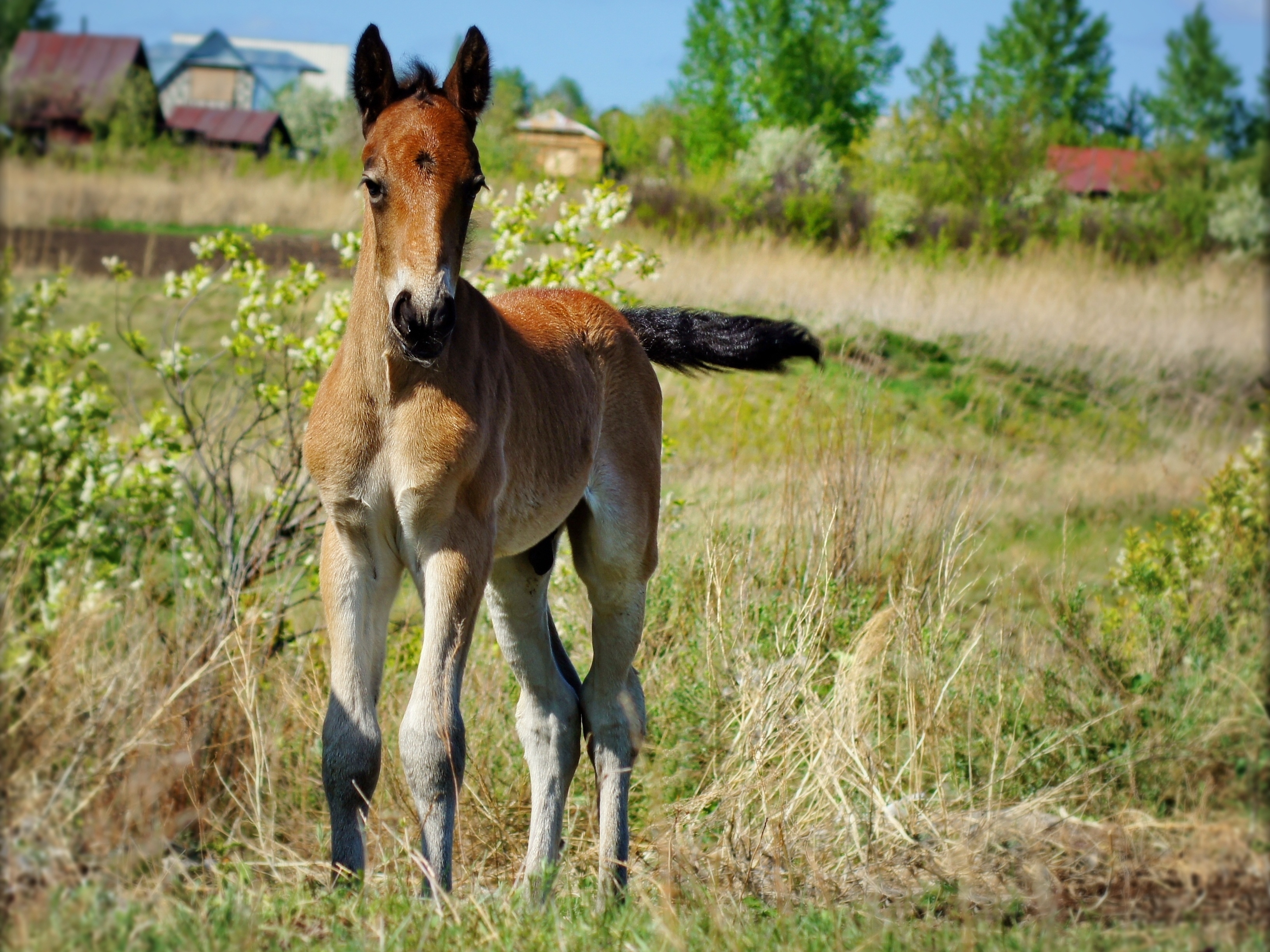100929 Bild herunterladen tiere, grass, junge, joey, pferd, hengst - Hintergrundbilder und Bildschirmschoner kostenlos