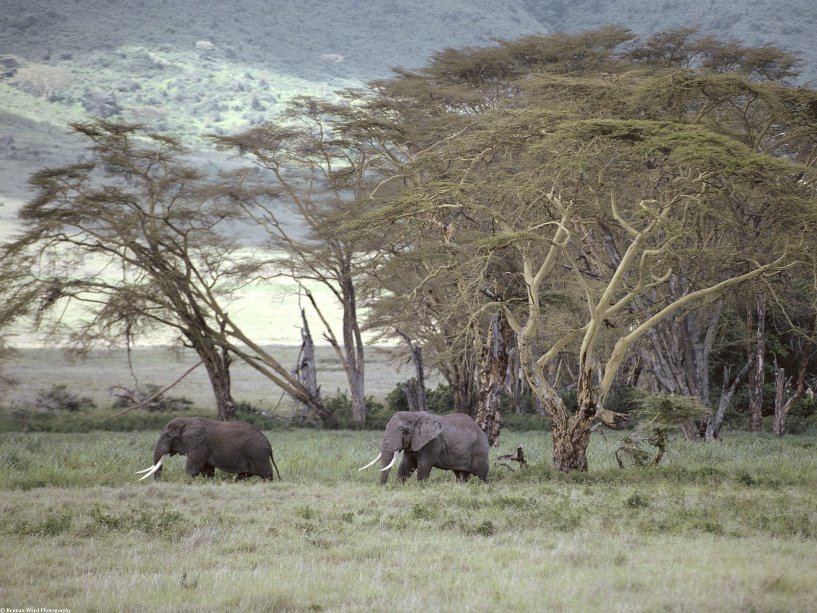 elephants, animal, african bush elephant, steppe
