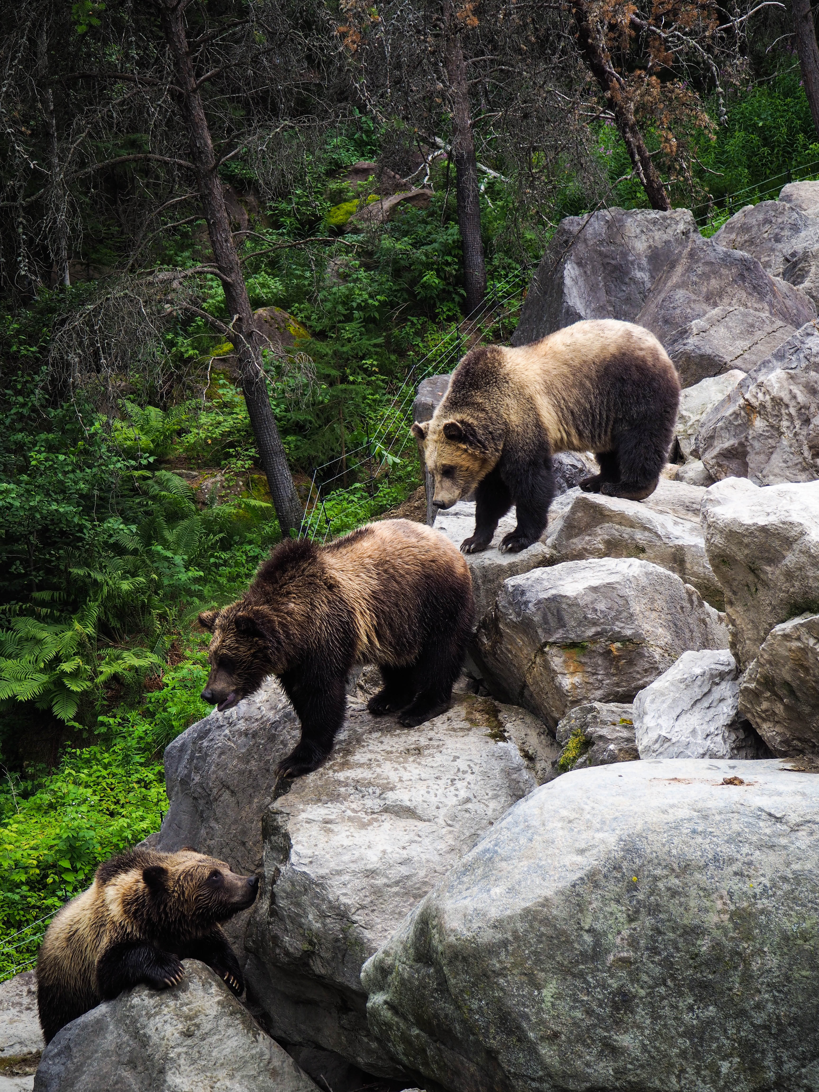 Скачать обои бесплатно Медведи, Бурый Медведь, Животные, Камни, Хищник картинка на рабочий стол ПК