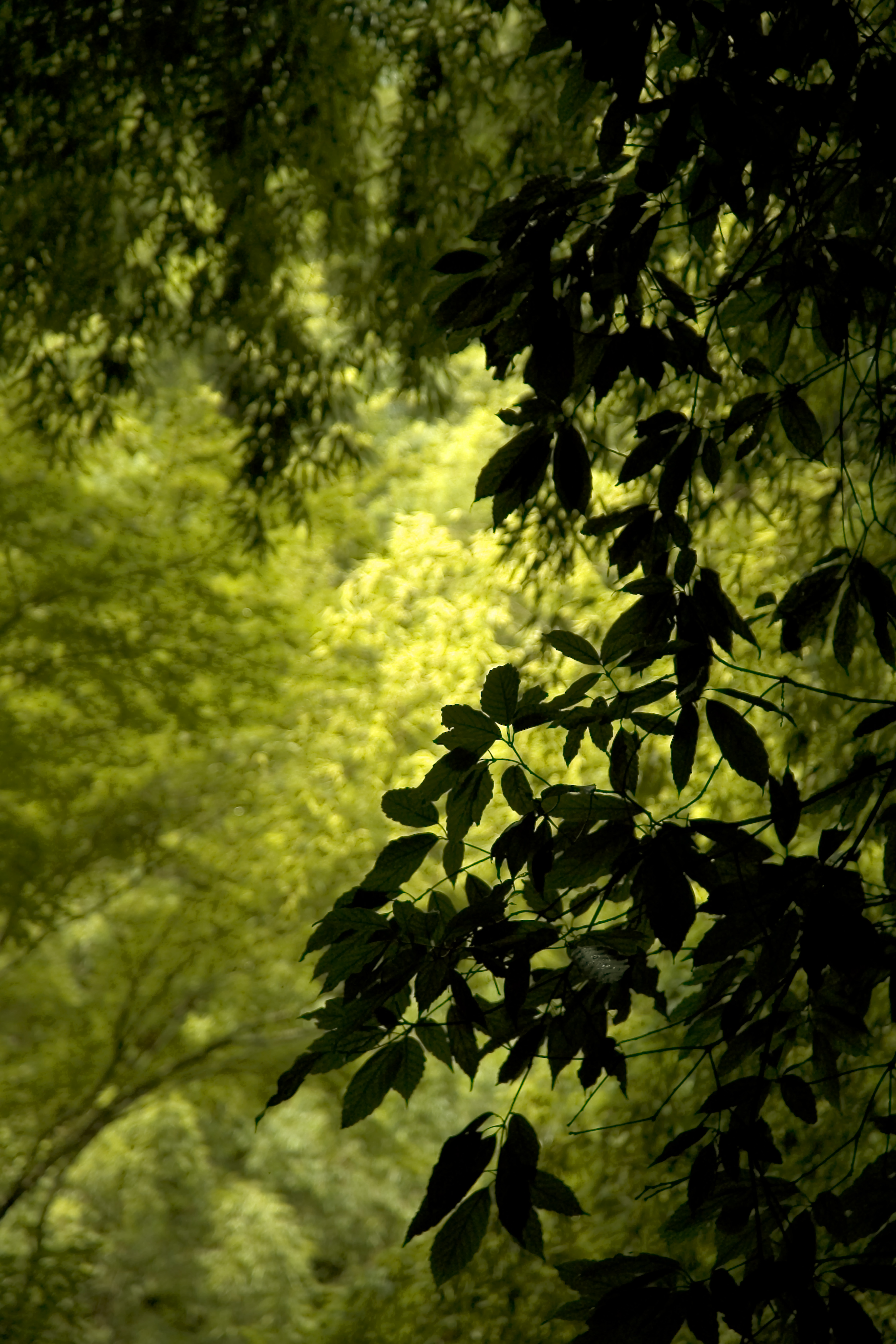 Скачать картинку Ветер, Зеленый, Ветка, Природа, Листья в телефон бесплатно.